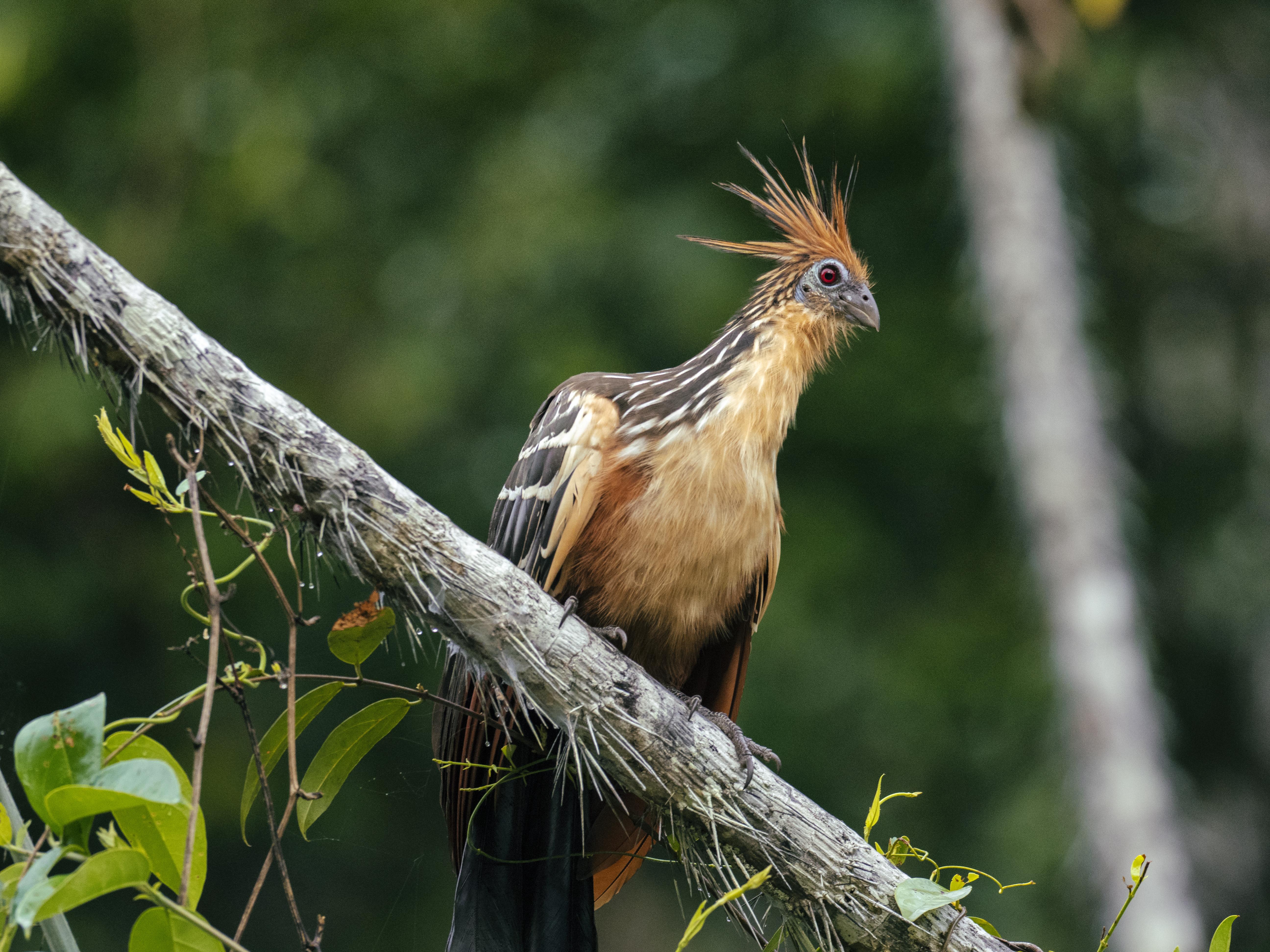 Hoatzin birds