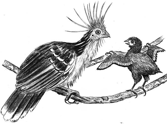 Hoatzin birds