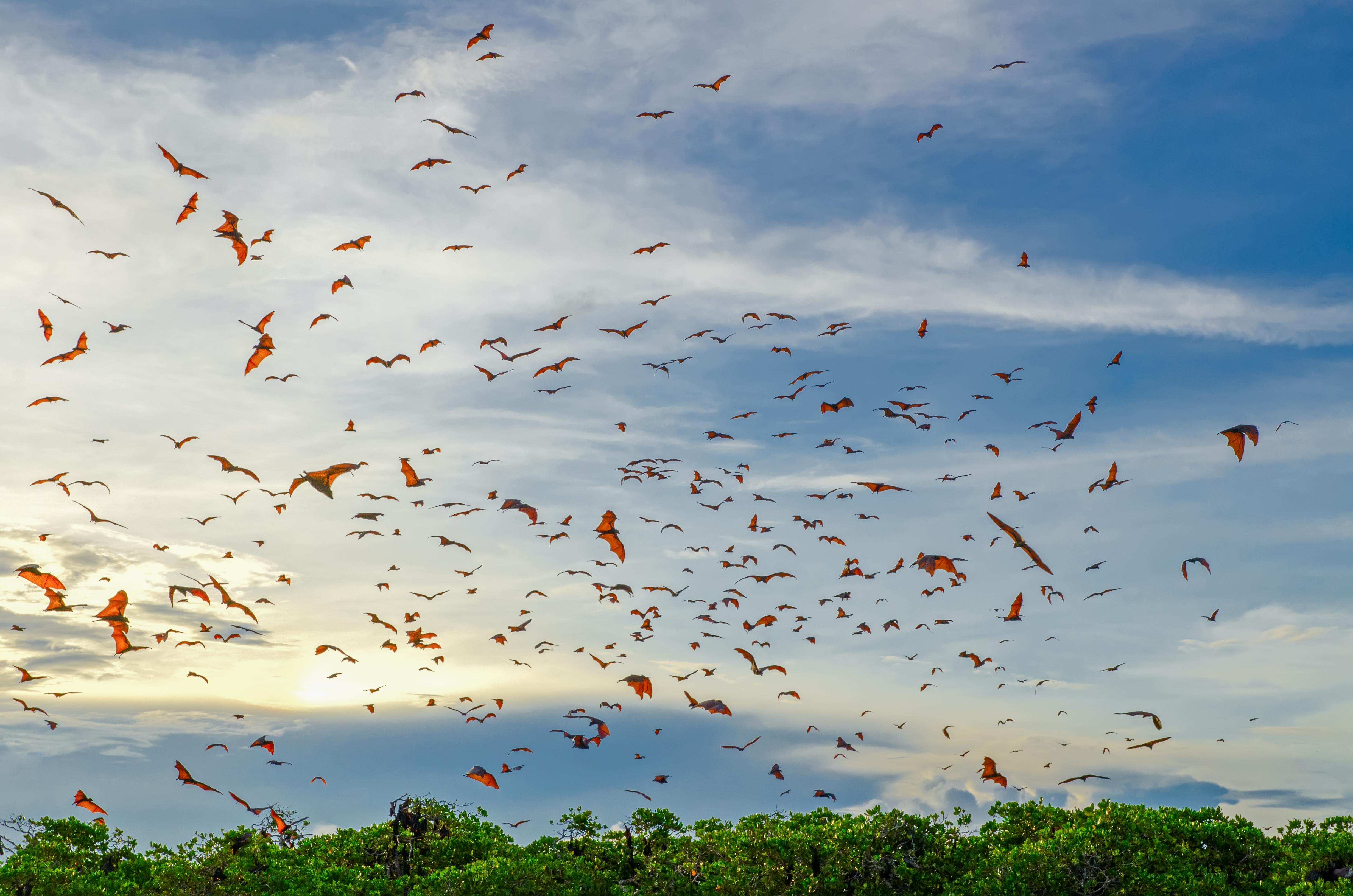 Cruises to Bali and Komodo