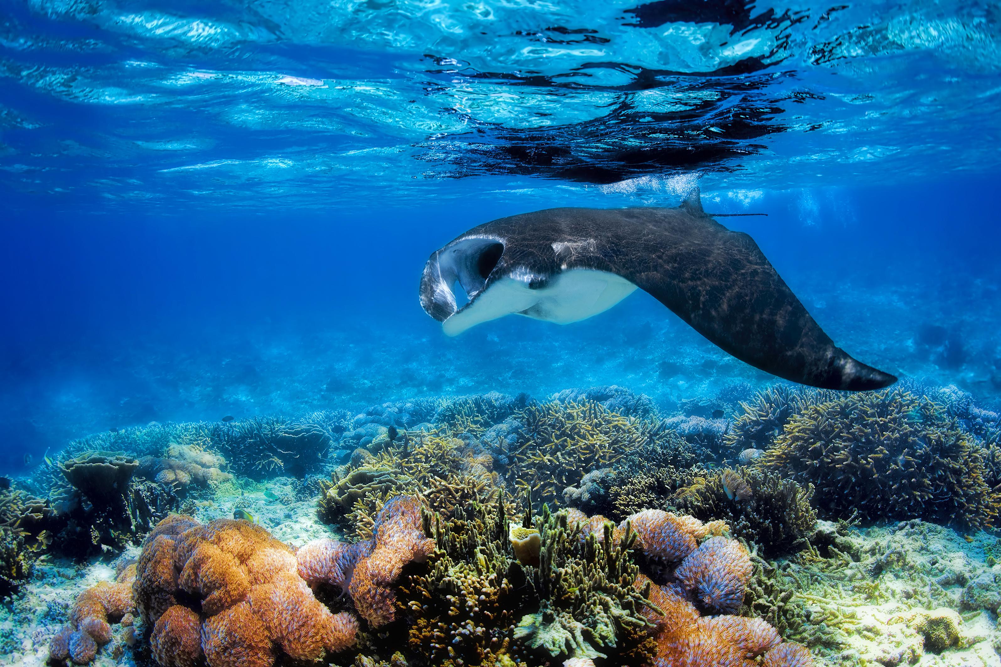 Cruises to Bali and Komodo