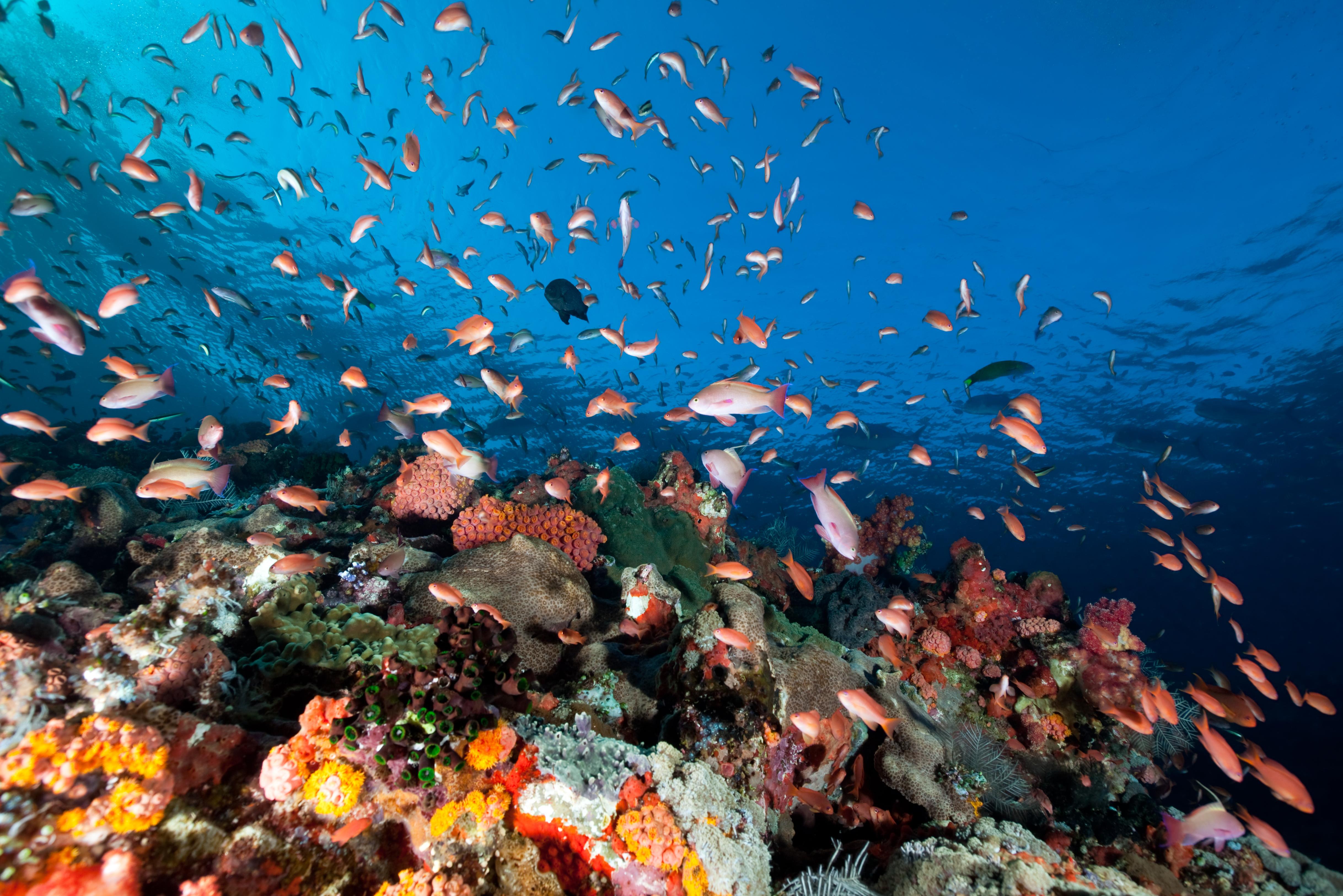 Ambon & Spice Islands Cruise