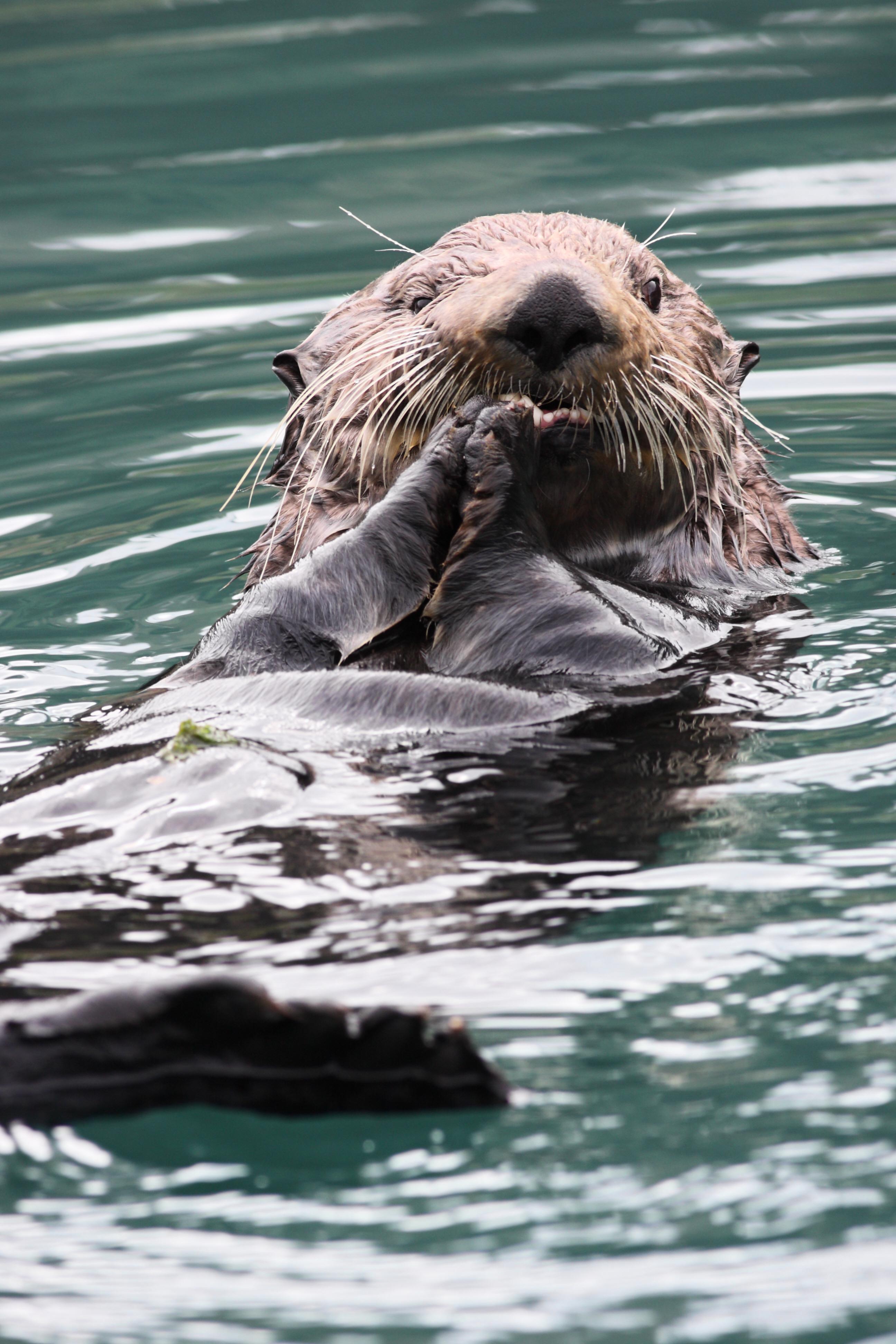 wild-sea-otter-cracking-oyster-shell-swimming