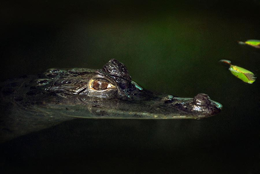 Amazon - Caiman