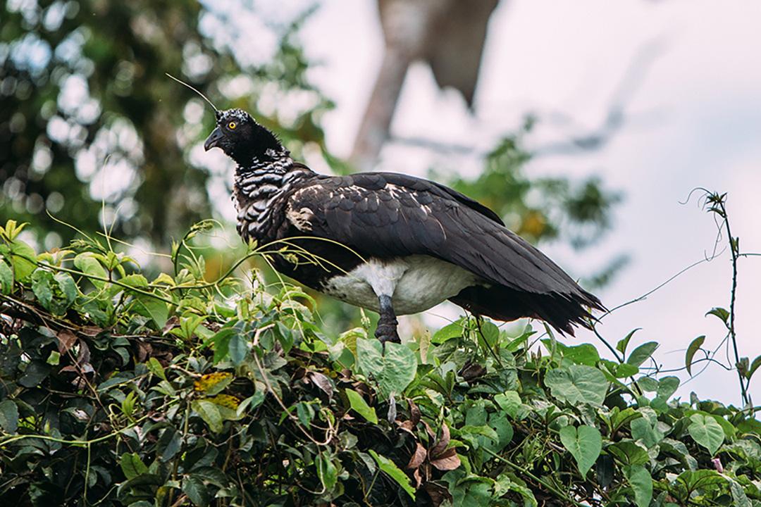 Amazon - Horned Screamer