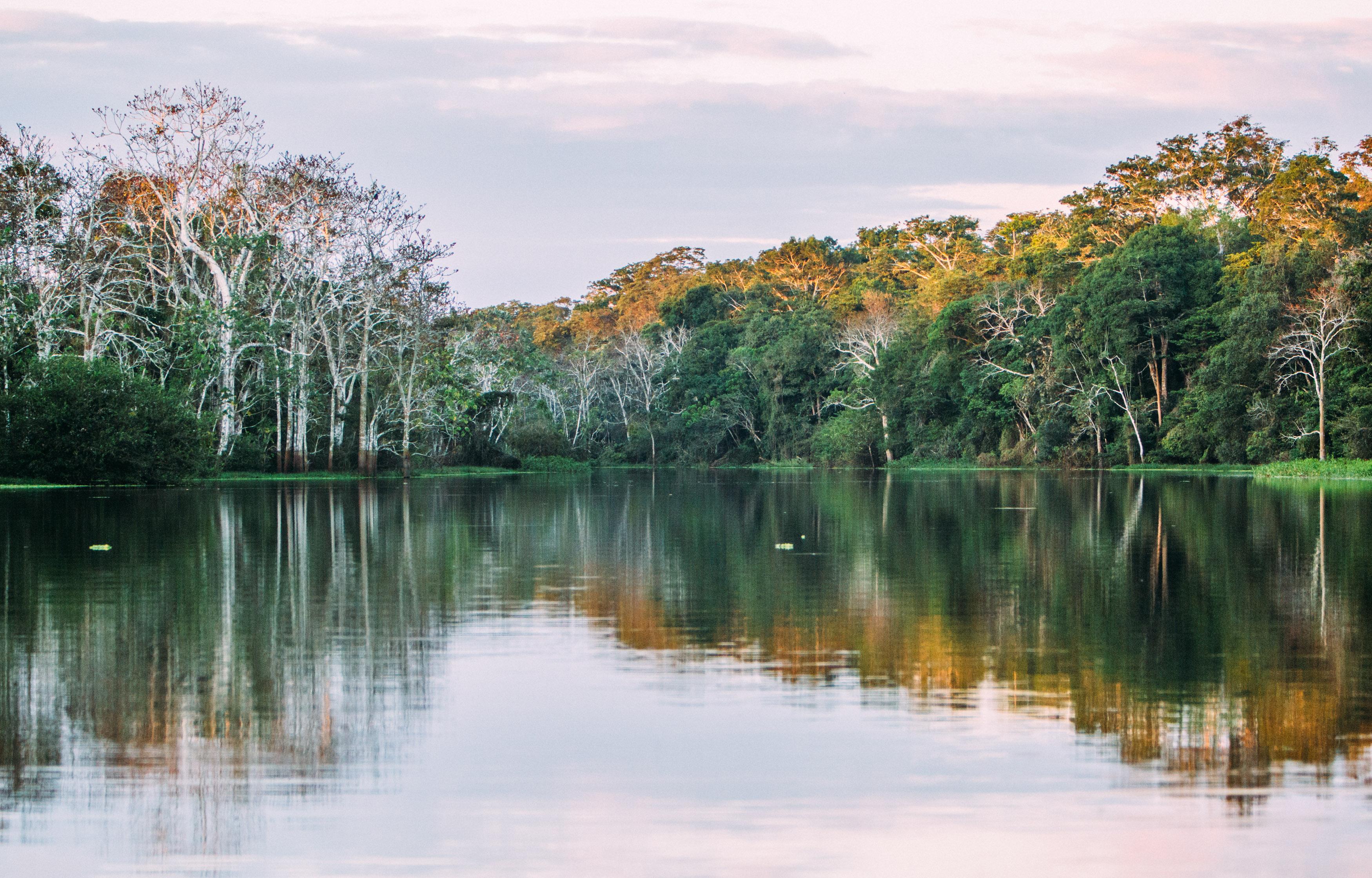 amazon landscape