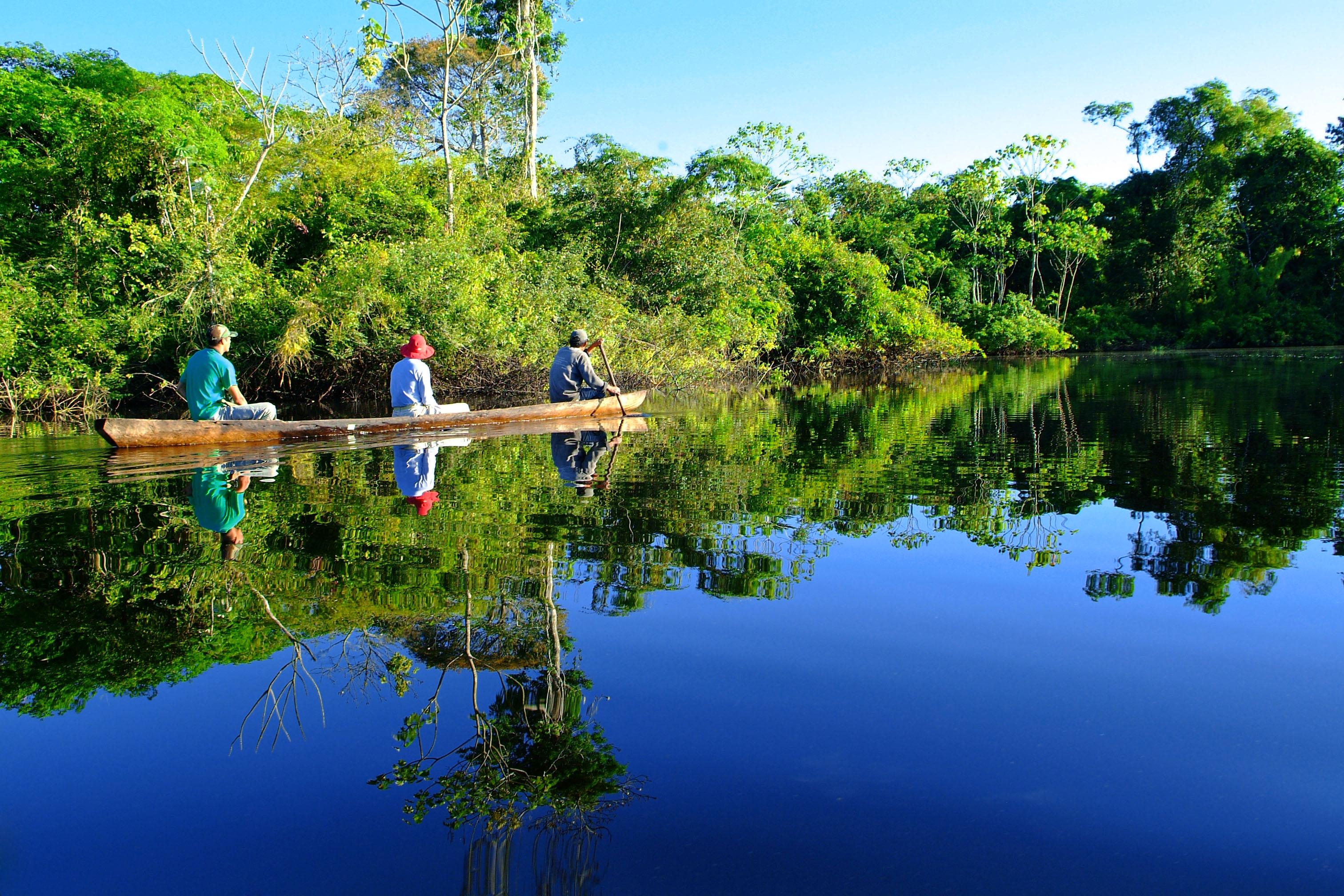 amazon mirrored forest