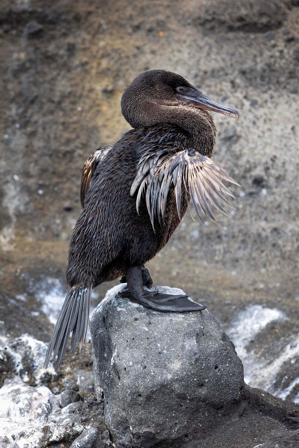 galapagos birds