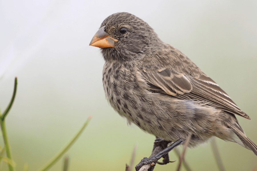 Darwin’s Finches