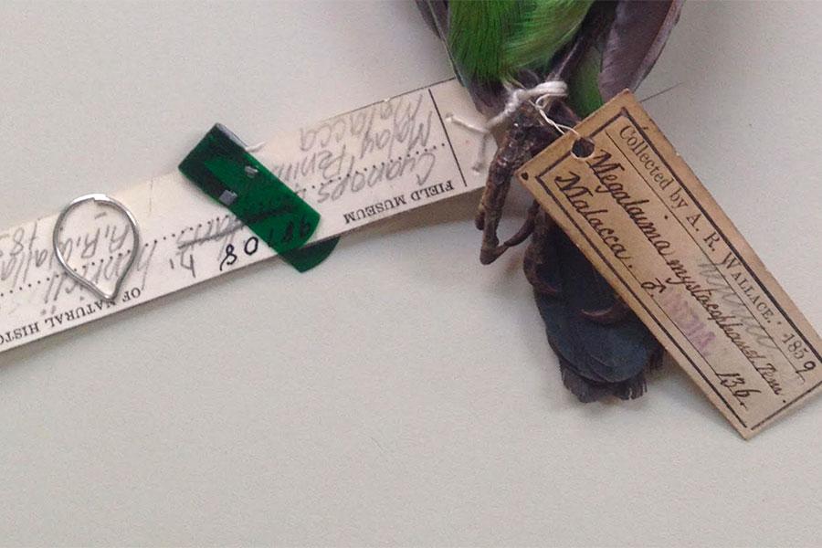 The feather thief