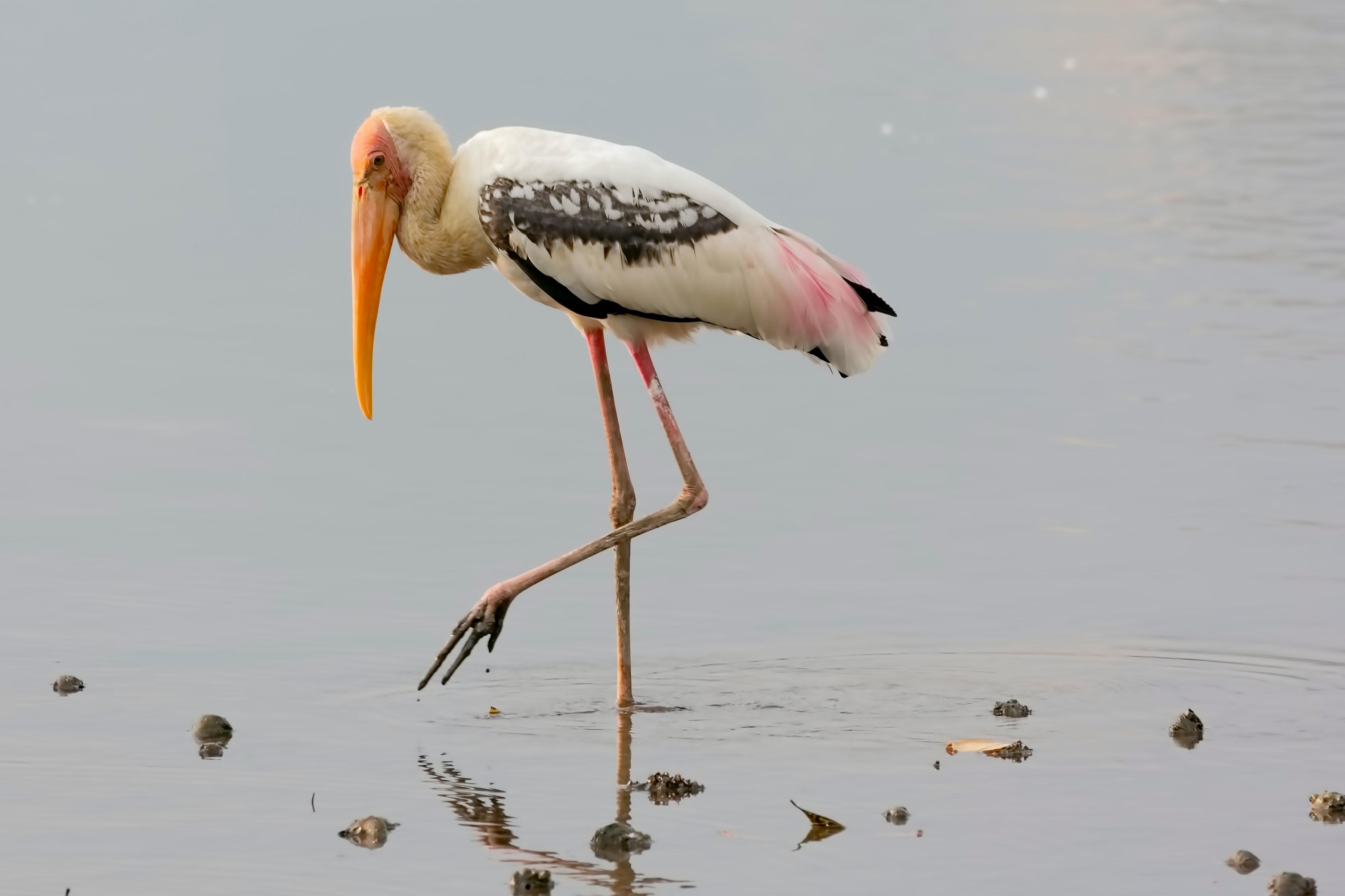 A Painted stork forages for food