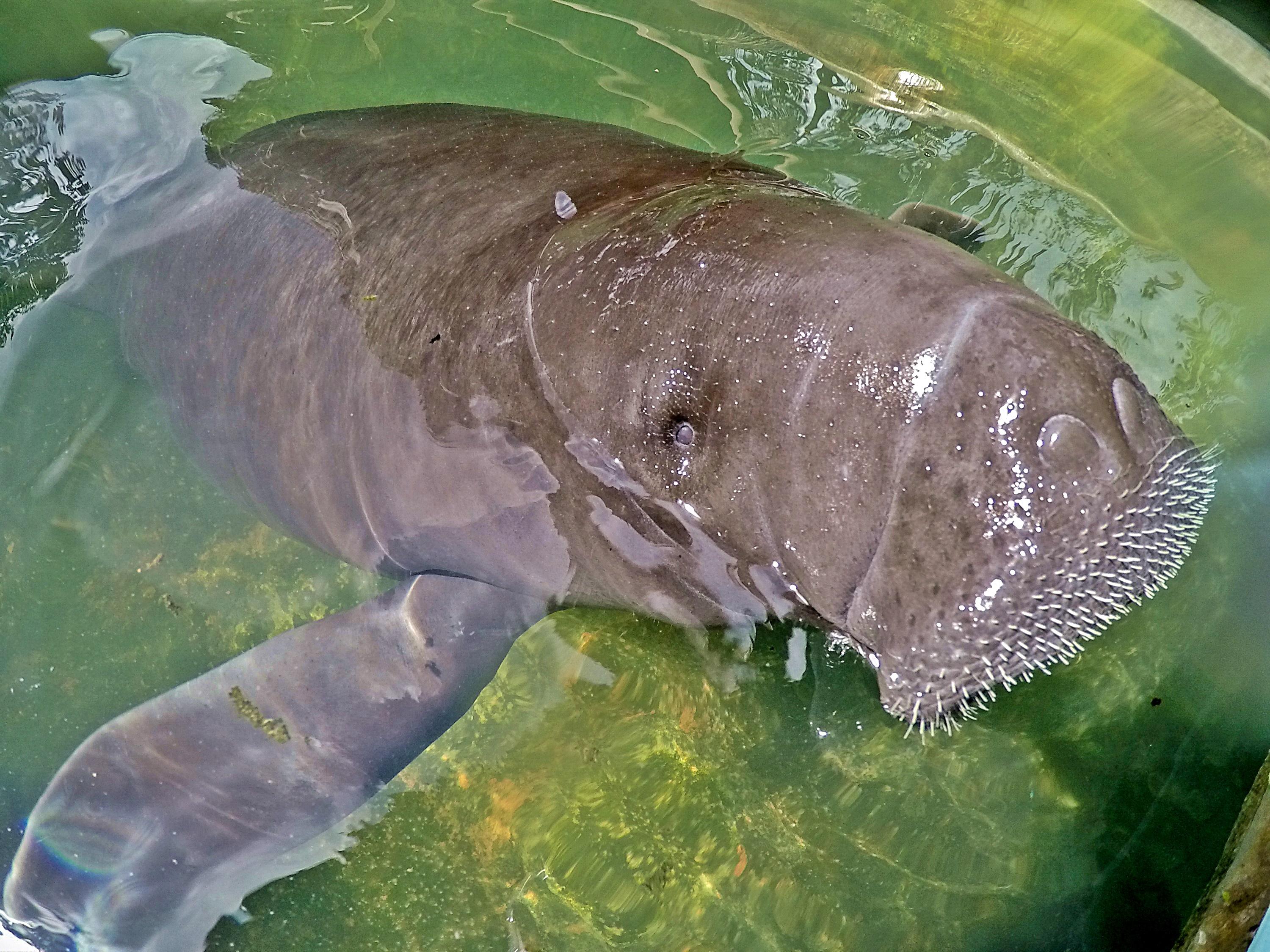 amazonian manatee