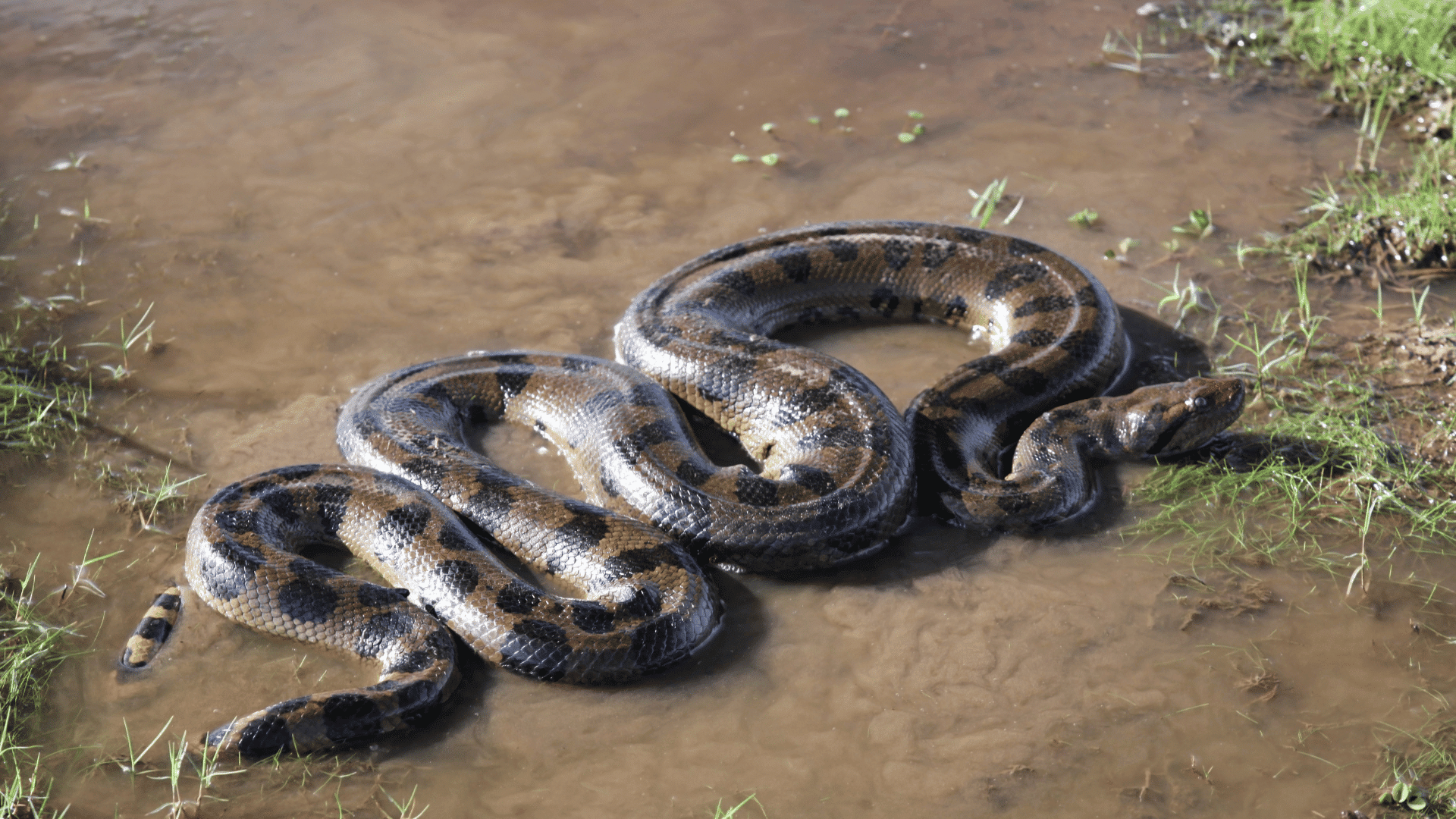 anaconda curled up
