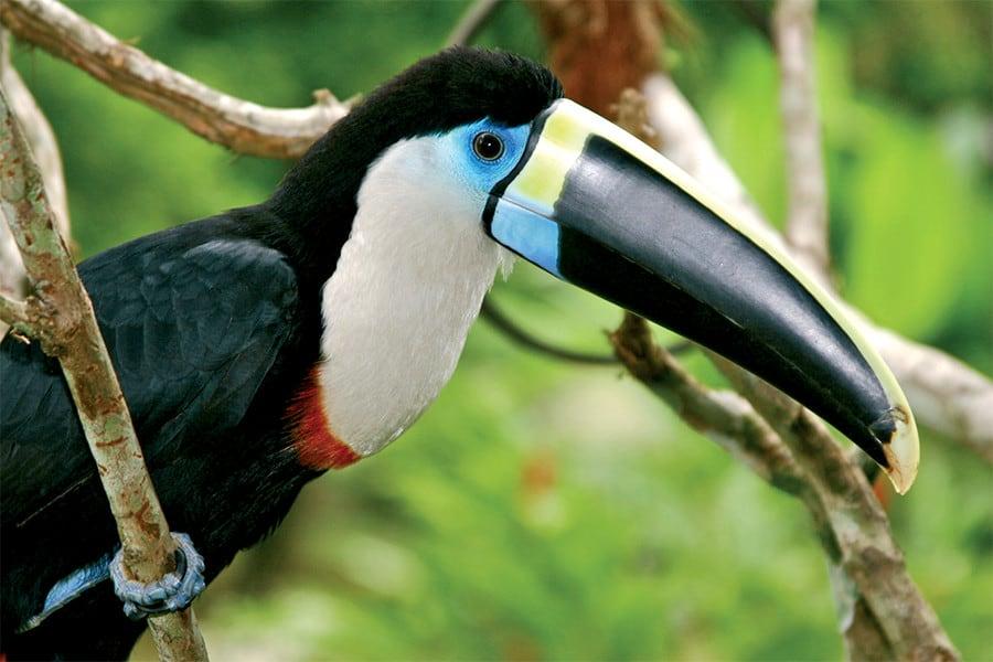 white-throated toucan