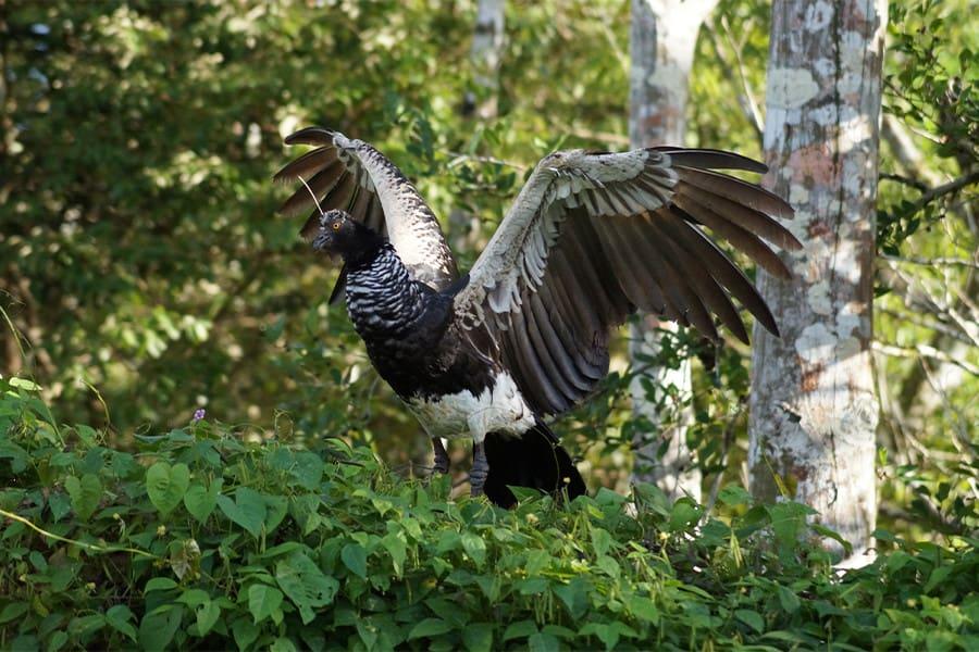 horned screamer