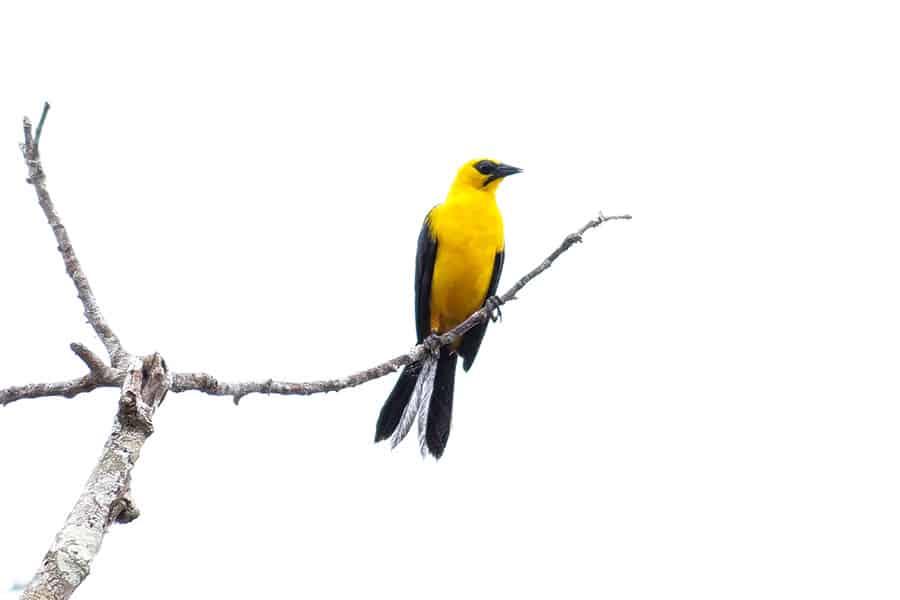 oriole blackbird