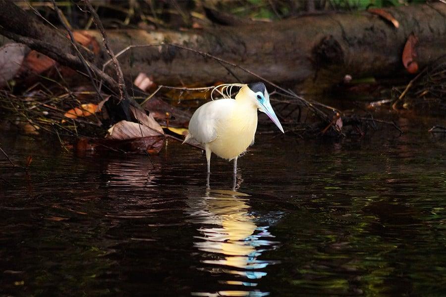 capped heron