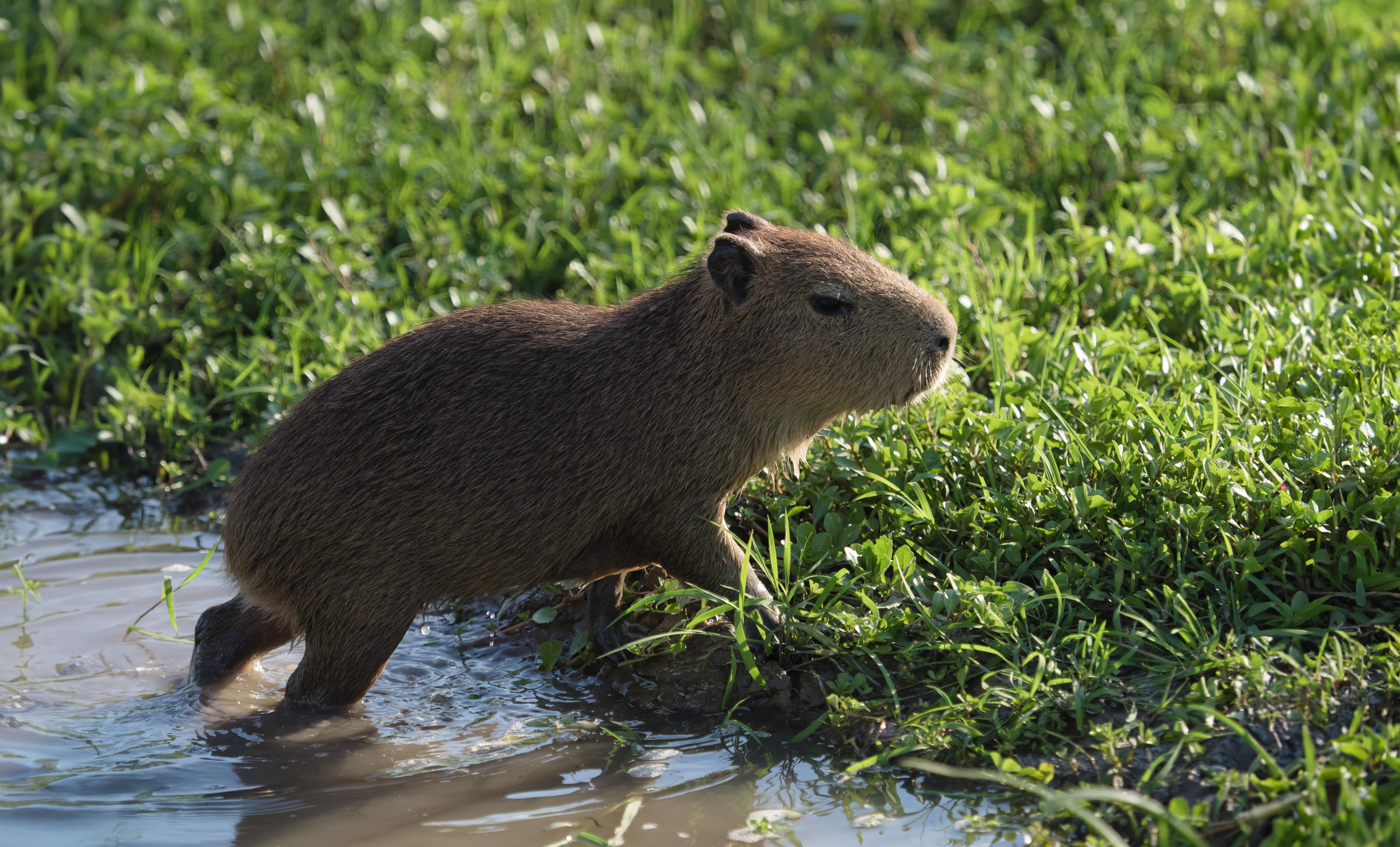 capybara-ibera-wetland