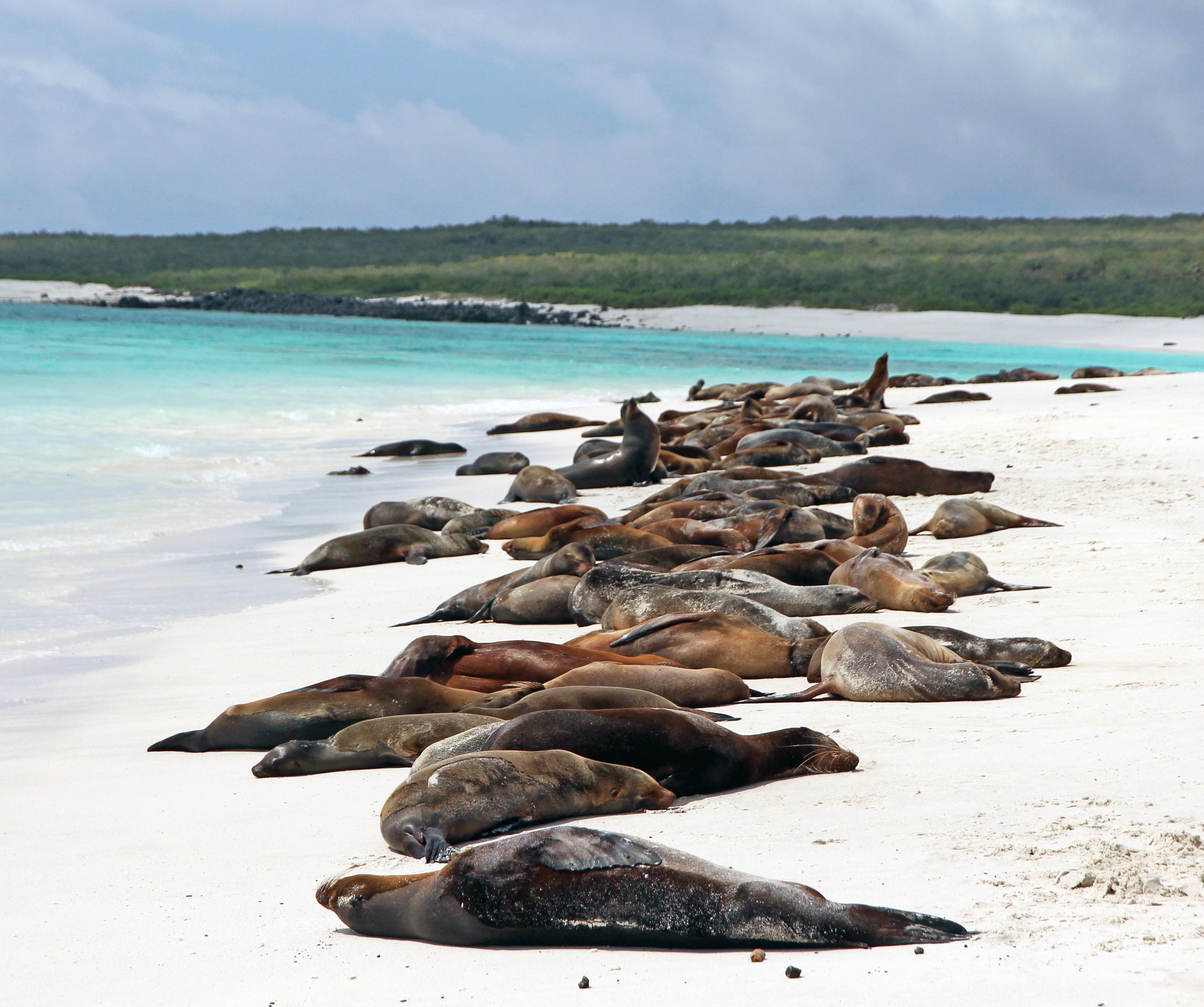 espanola island sea lions