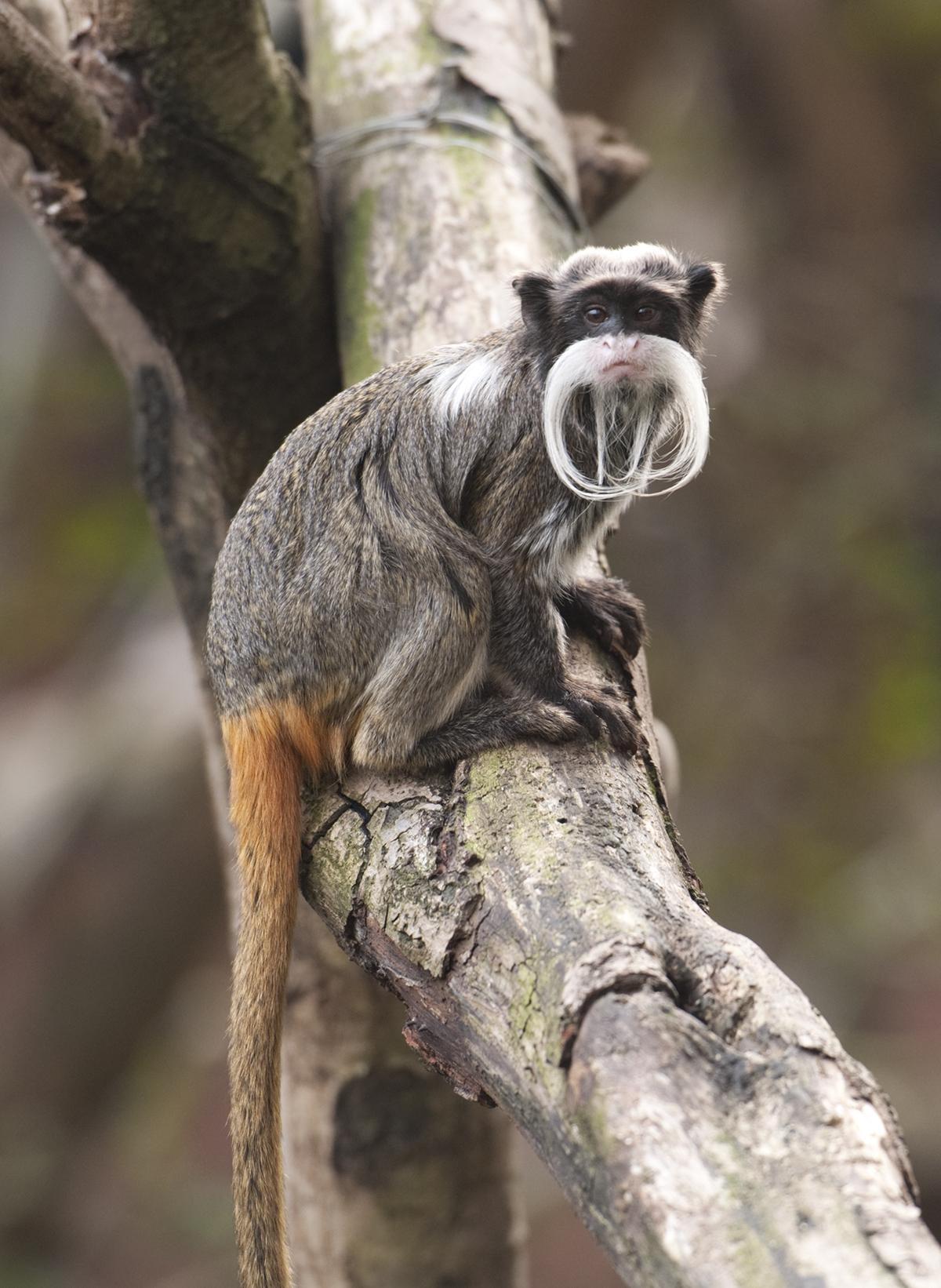 emperor-tamarind-on-tree