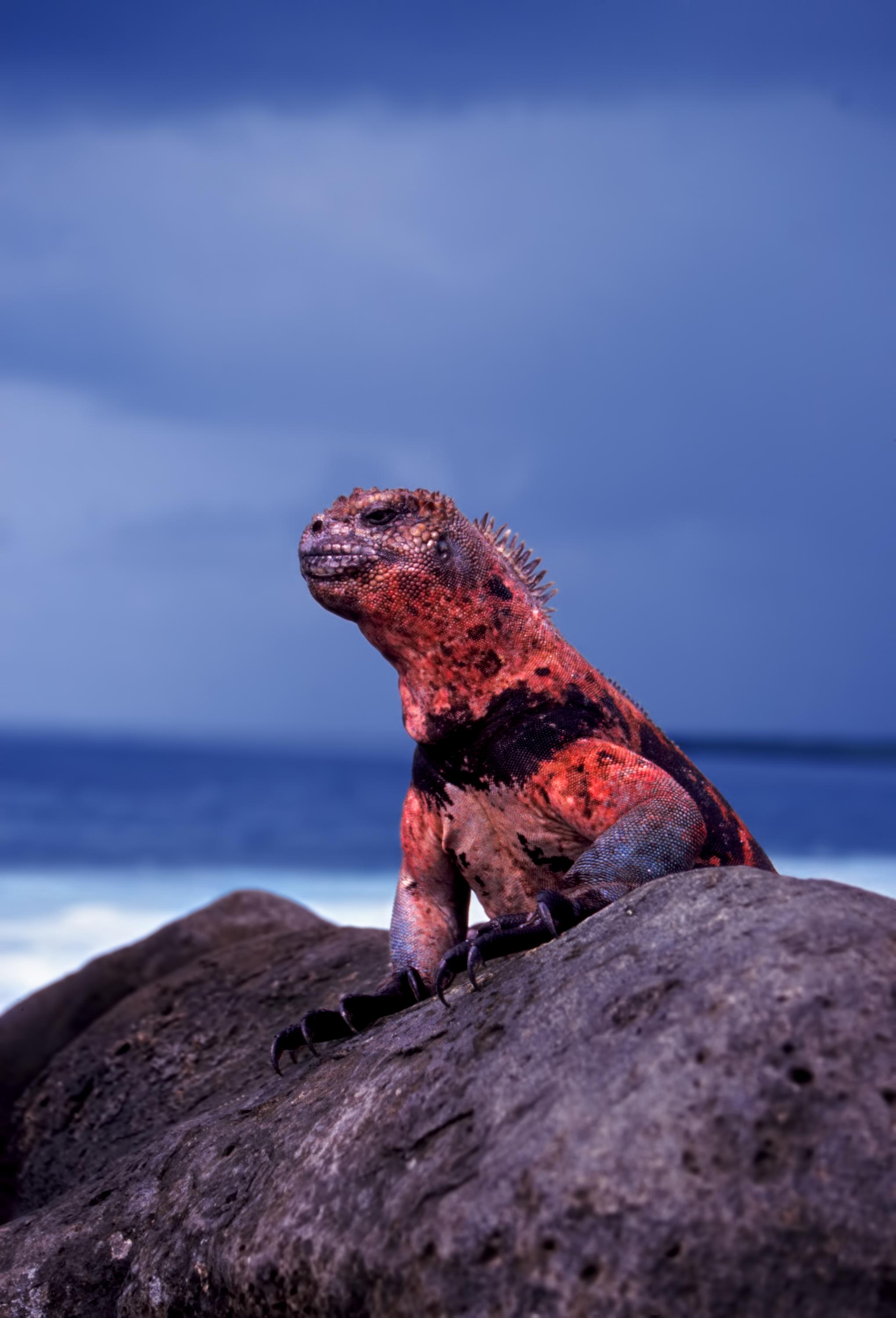espanola-marine-iguana-red-island