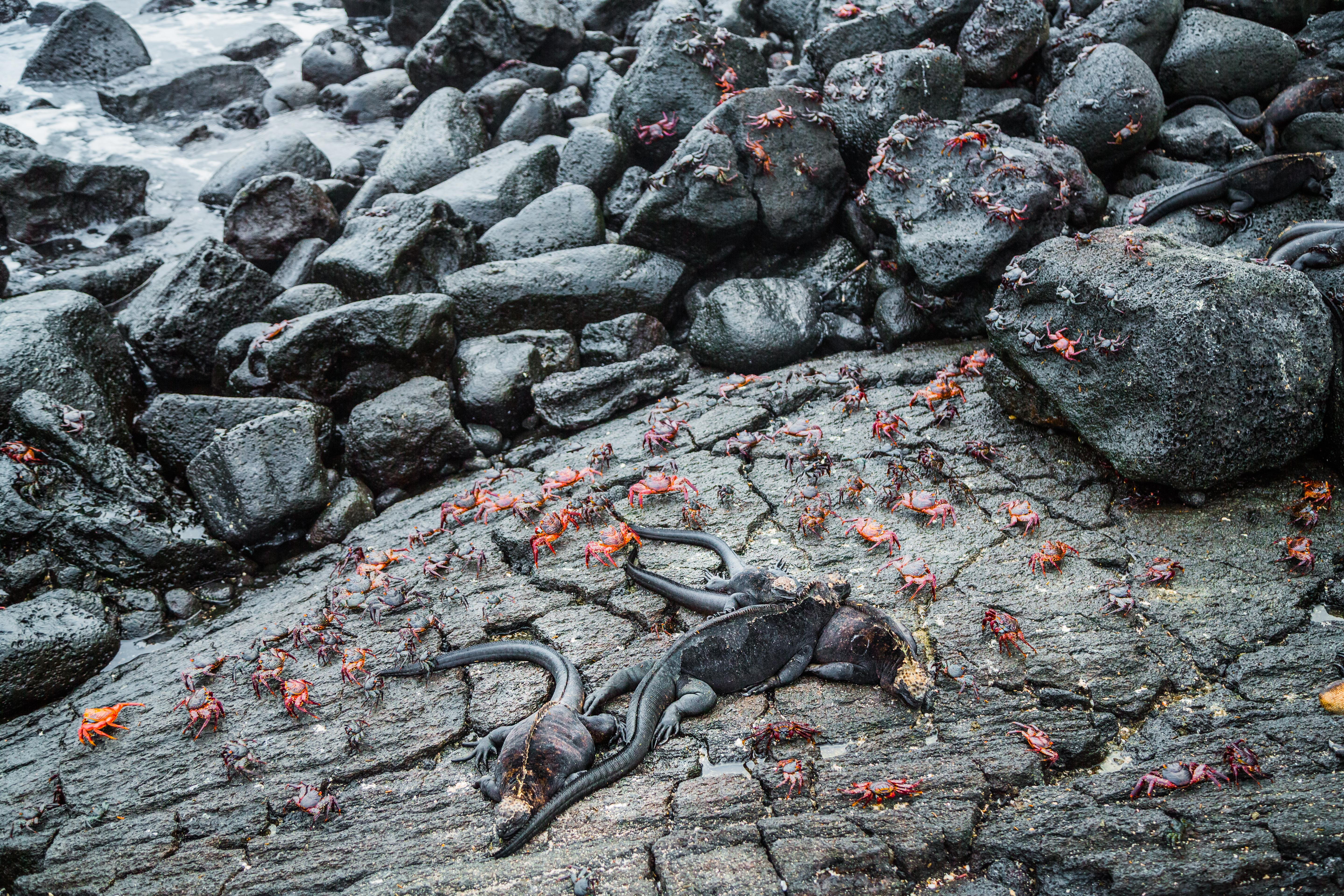 galapagos-island -crabs-iguanas-on-rocks