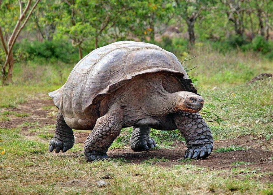 galapagos_tortoise
