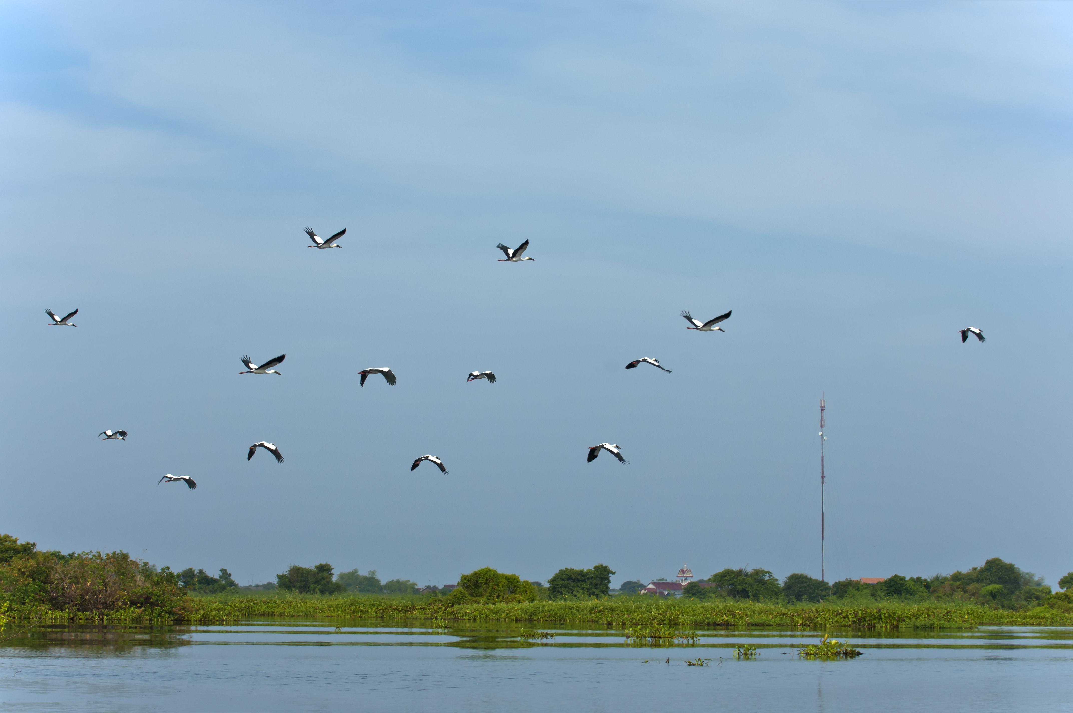 The Wild Waterbirds of the Tonle Sap