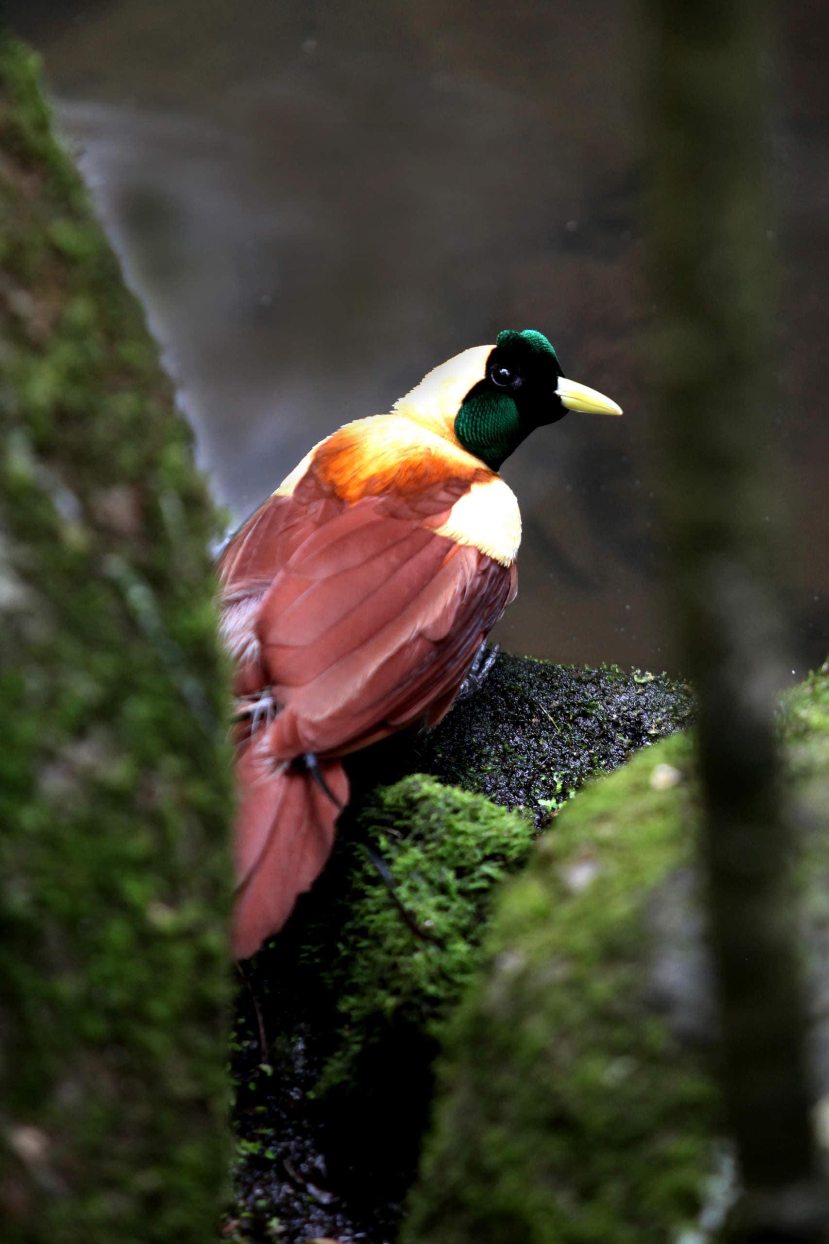 The feather thief