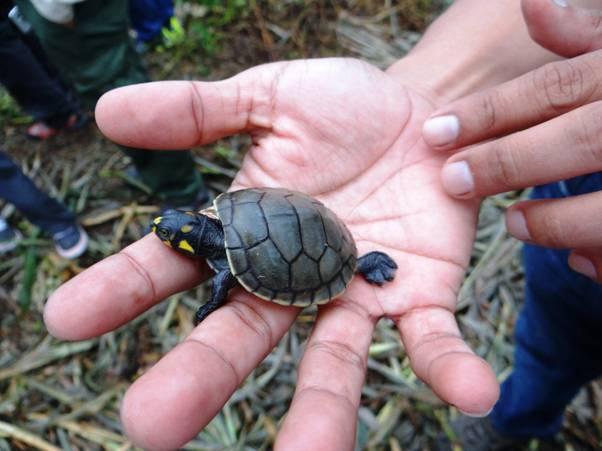 Taricaya turtles