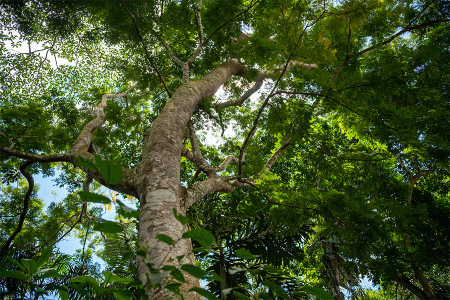 amazon jungle