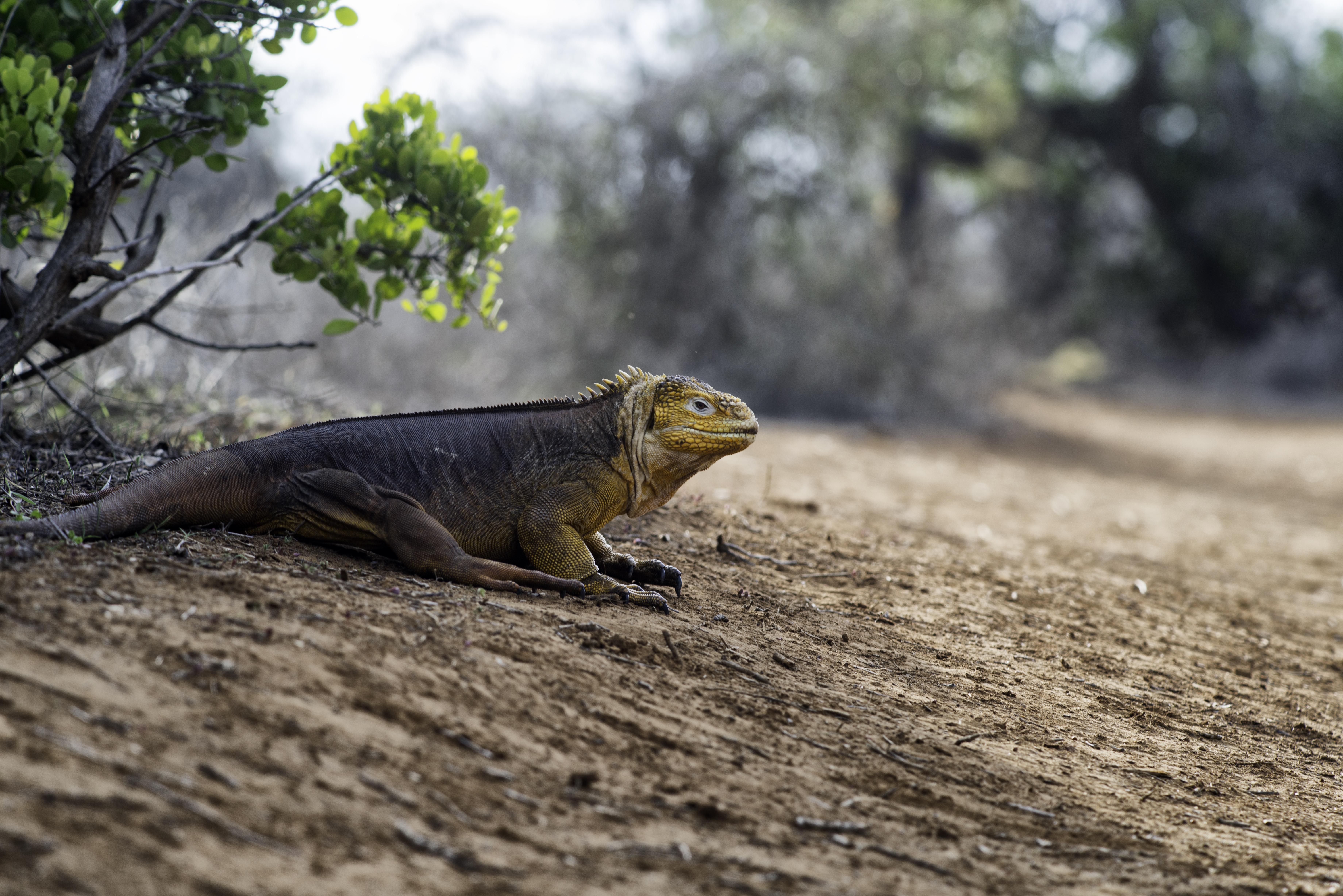 Galapagos land iguana