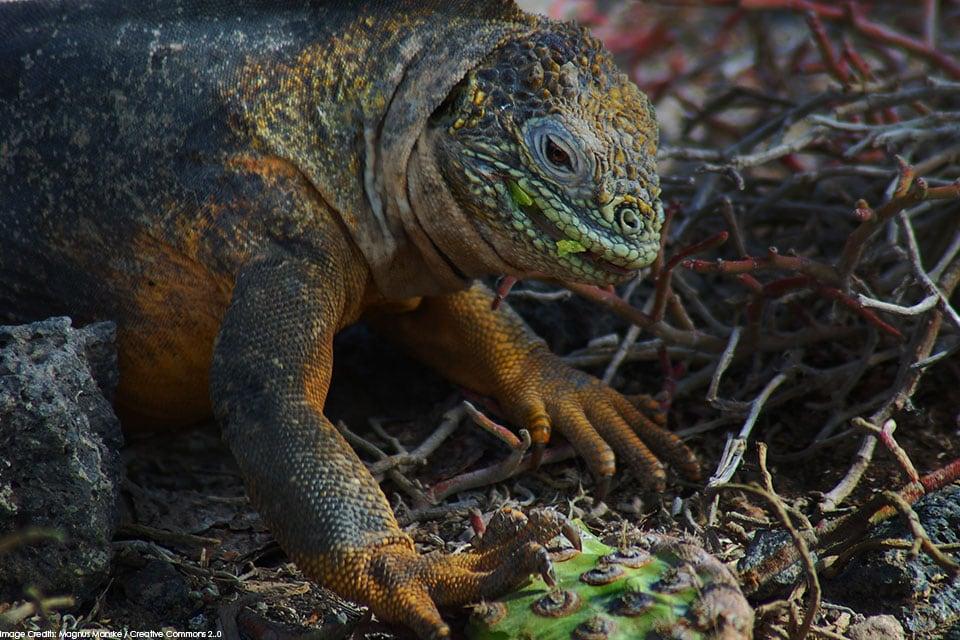 Galapagos land iguana