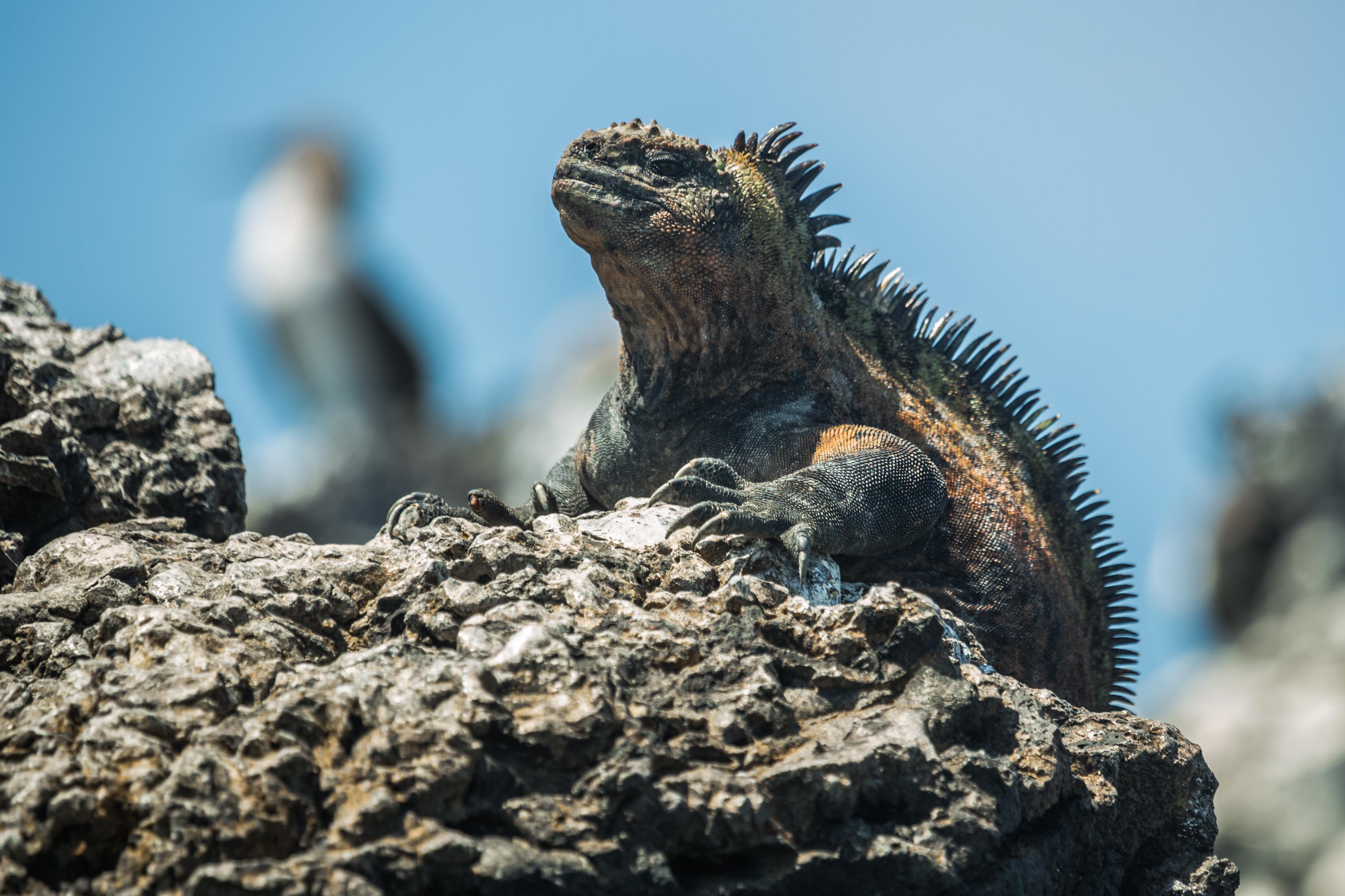 Galapagos land iguana