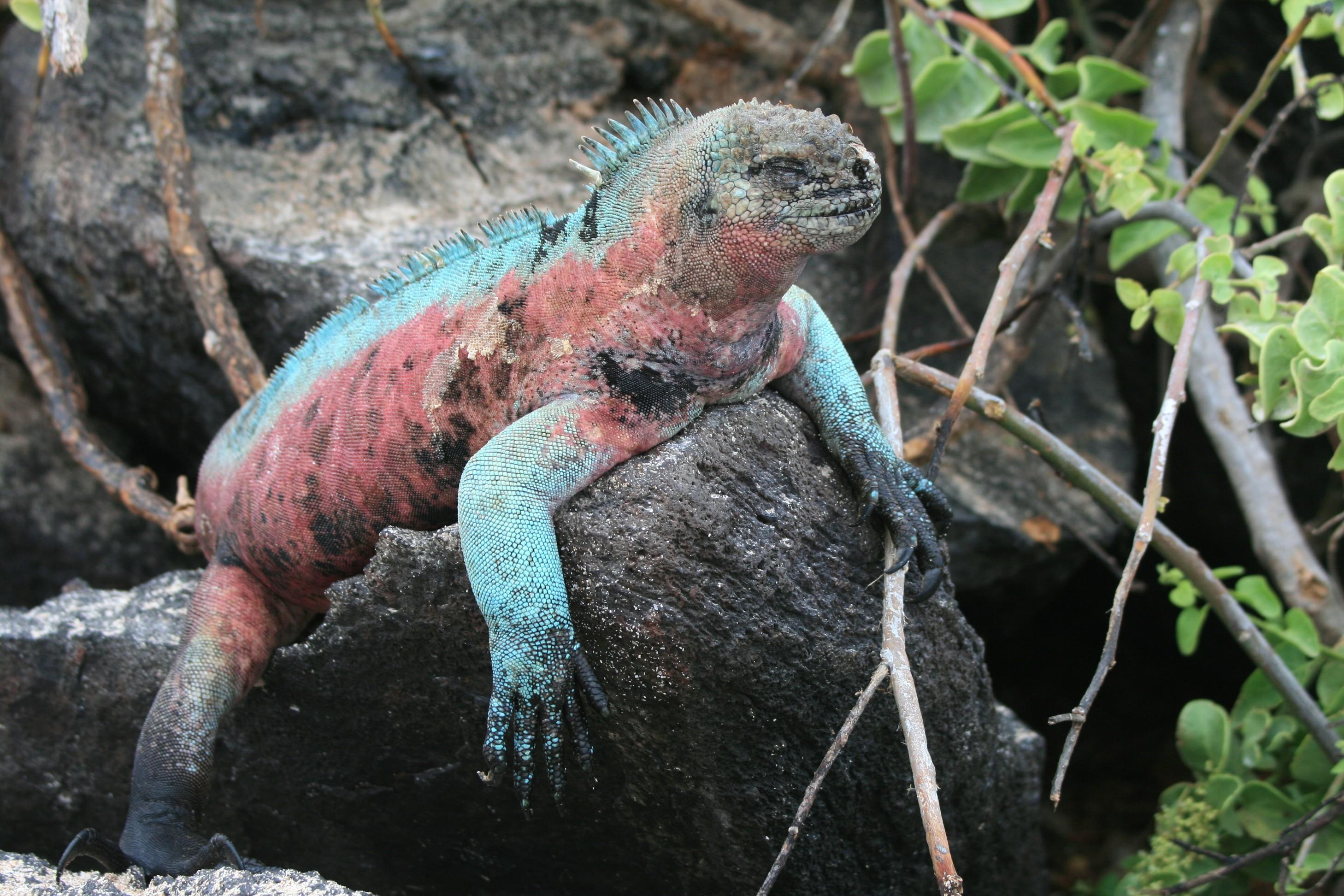 marine-iguana-suarez-point-espanola-island