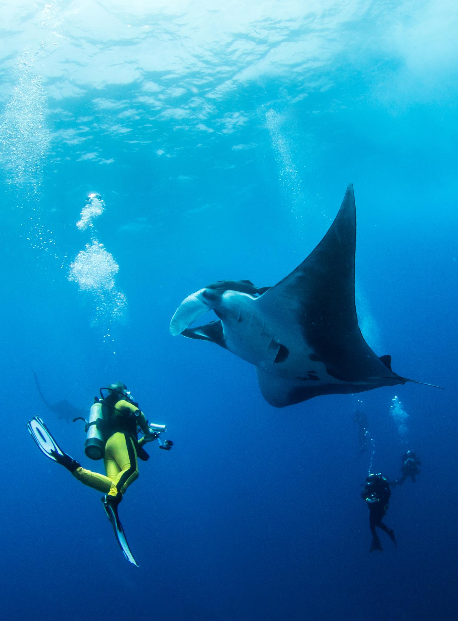 private-charters-divers-swimming