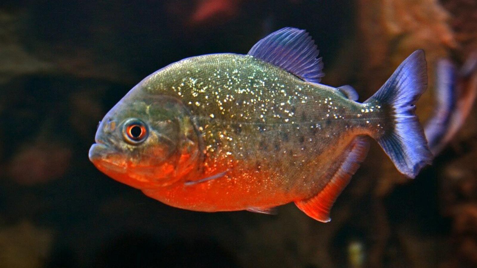 red belly piranha