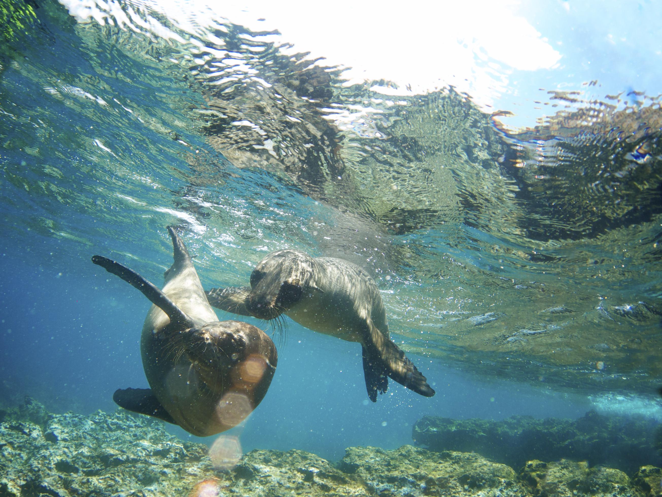 sealions-frolicking-san-cristobal-island