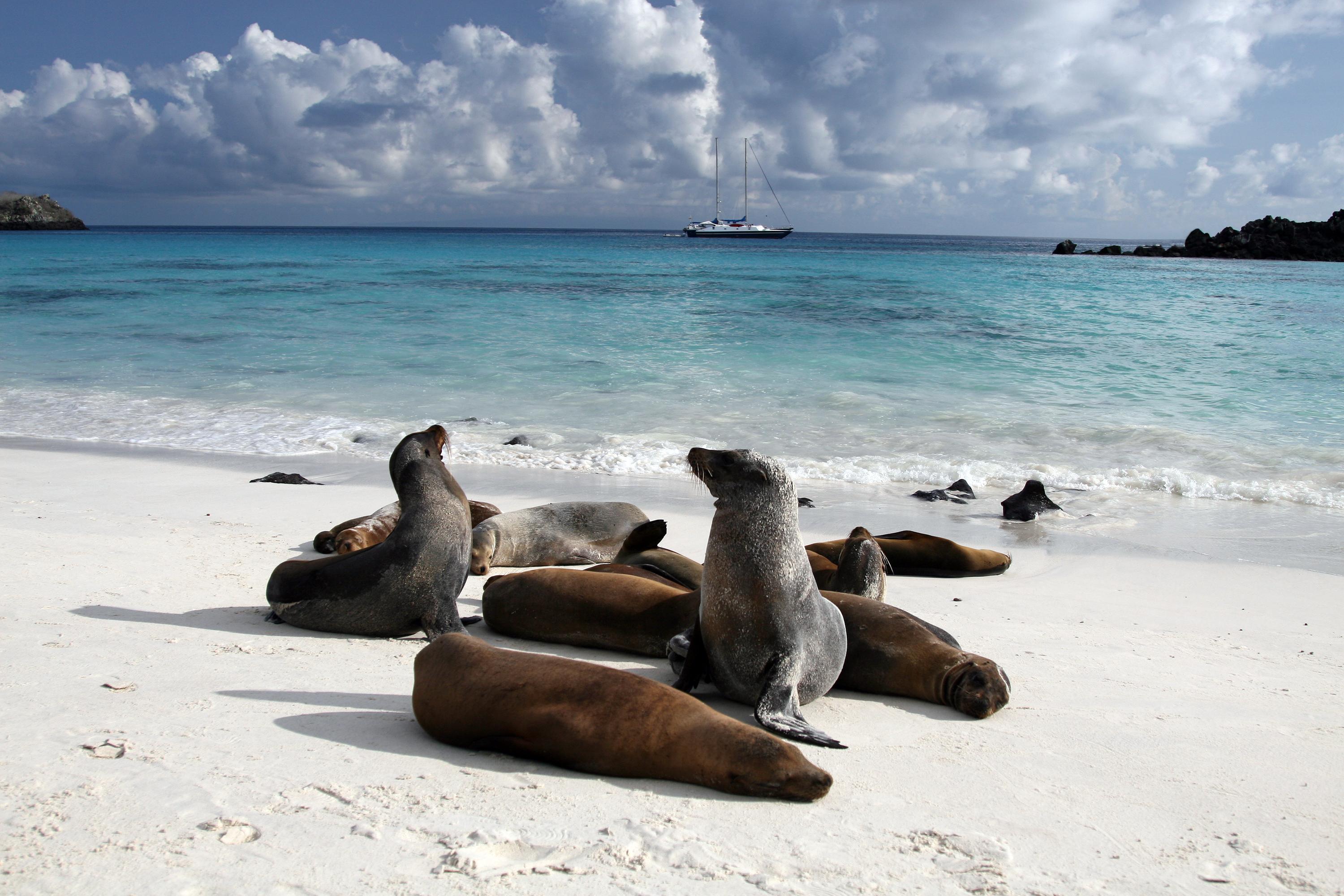 sealions-on-white-sand-beaches