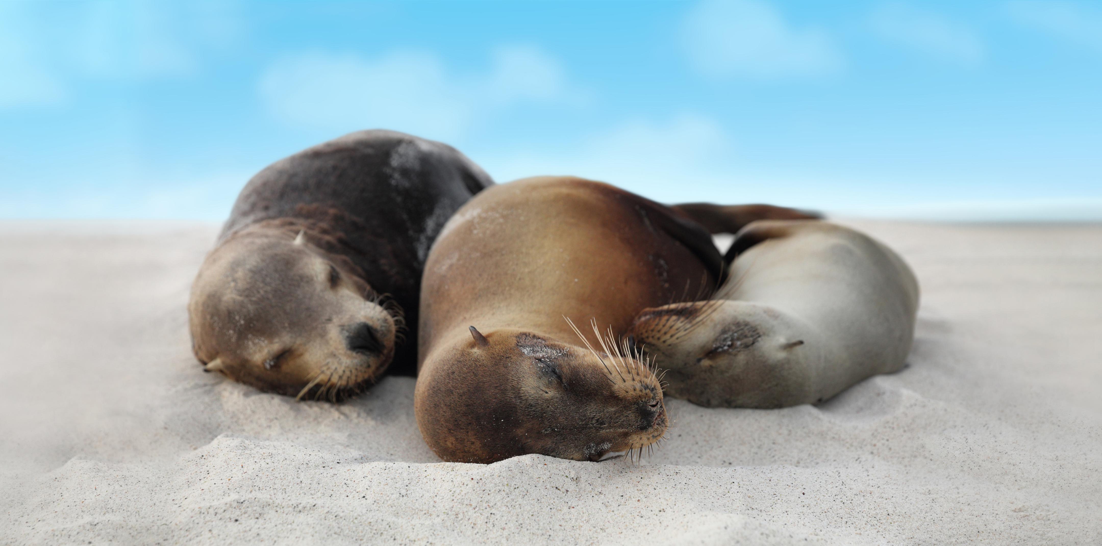 sealions-reasting-on-sand