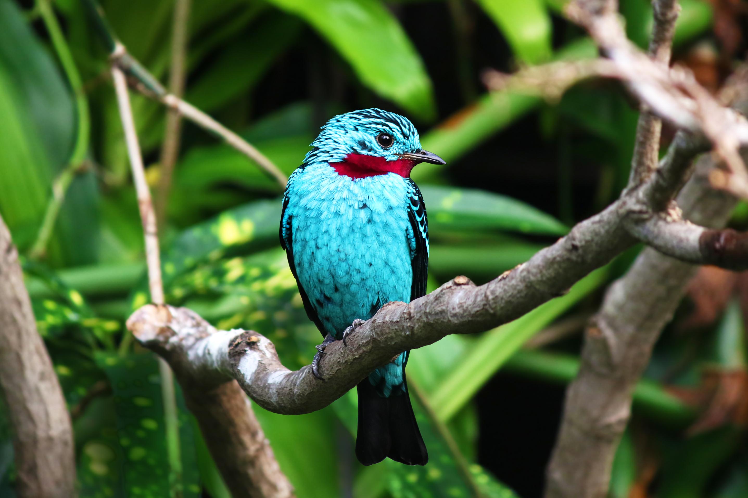 spangled-cotinga-bluebird-portrait-branch