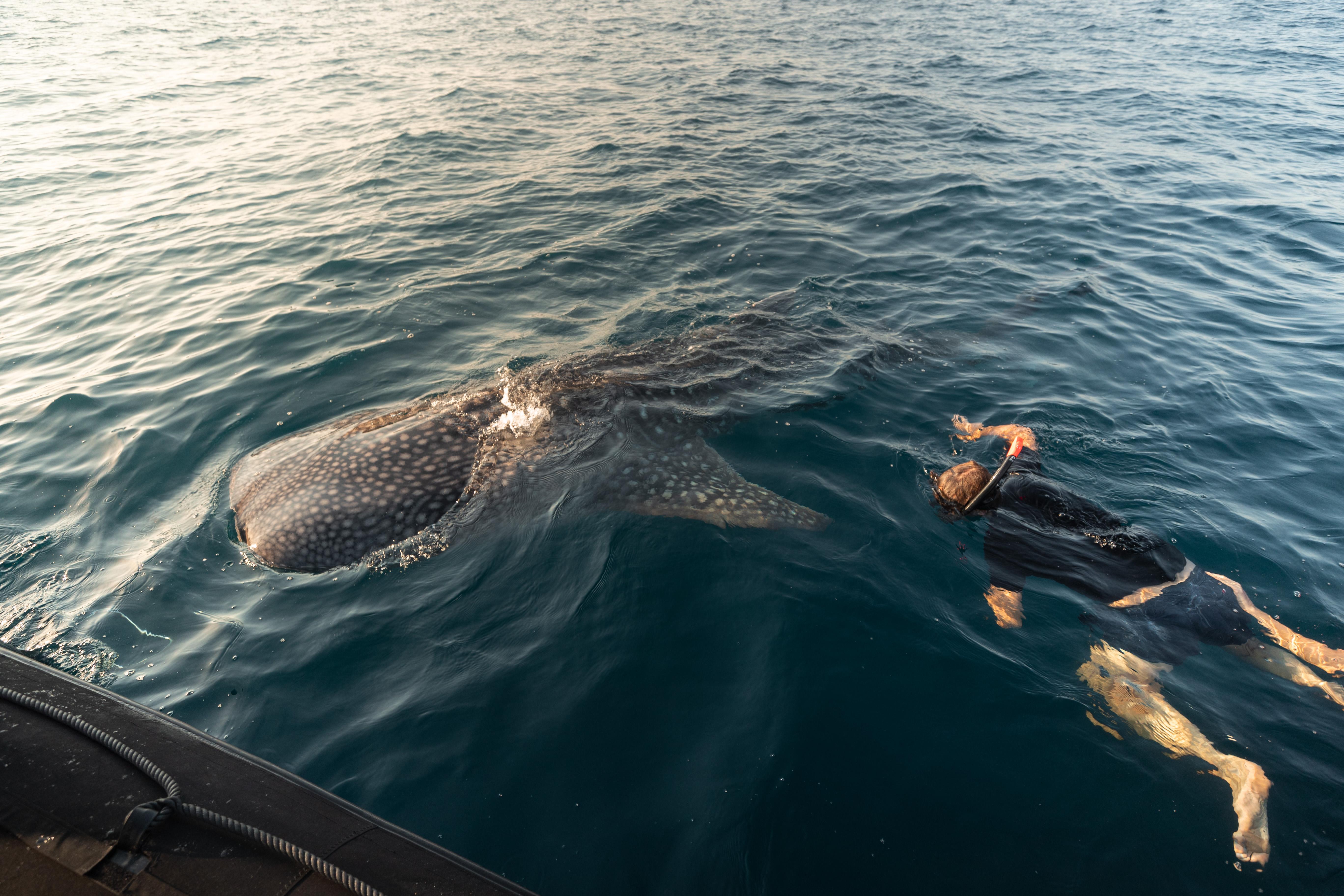 aqua blu swimming with whale sharks
