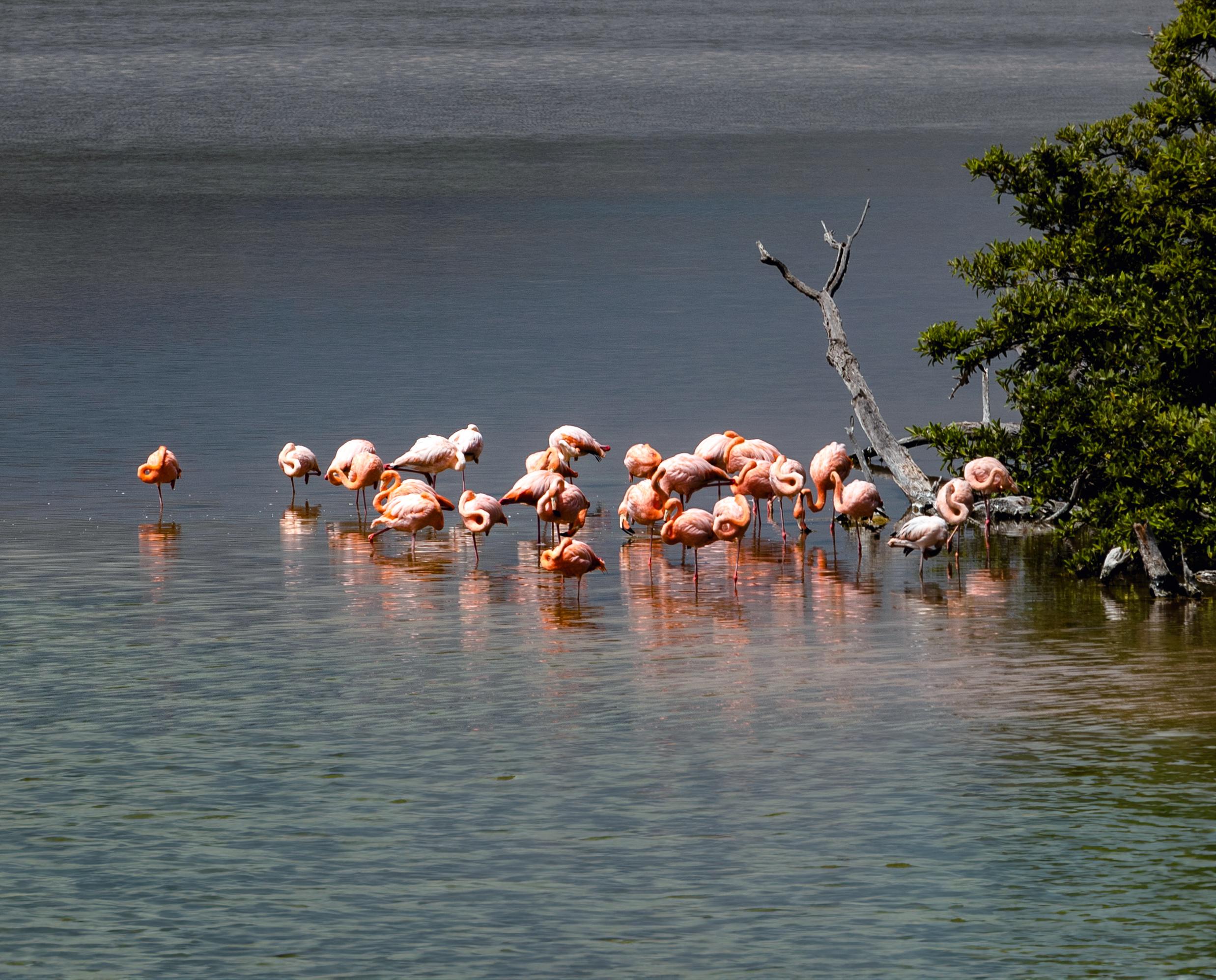 Aqua Mare_Flamingos_03