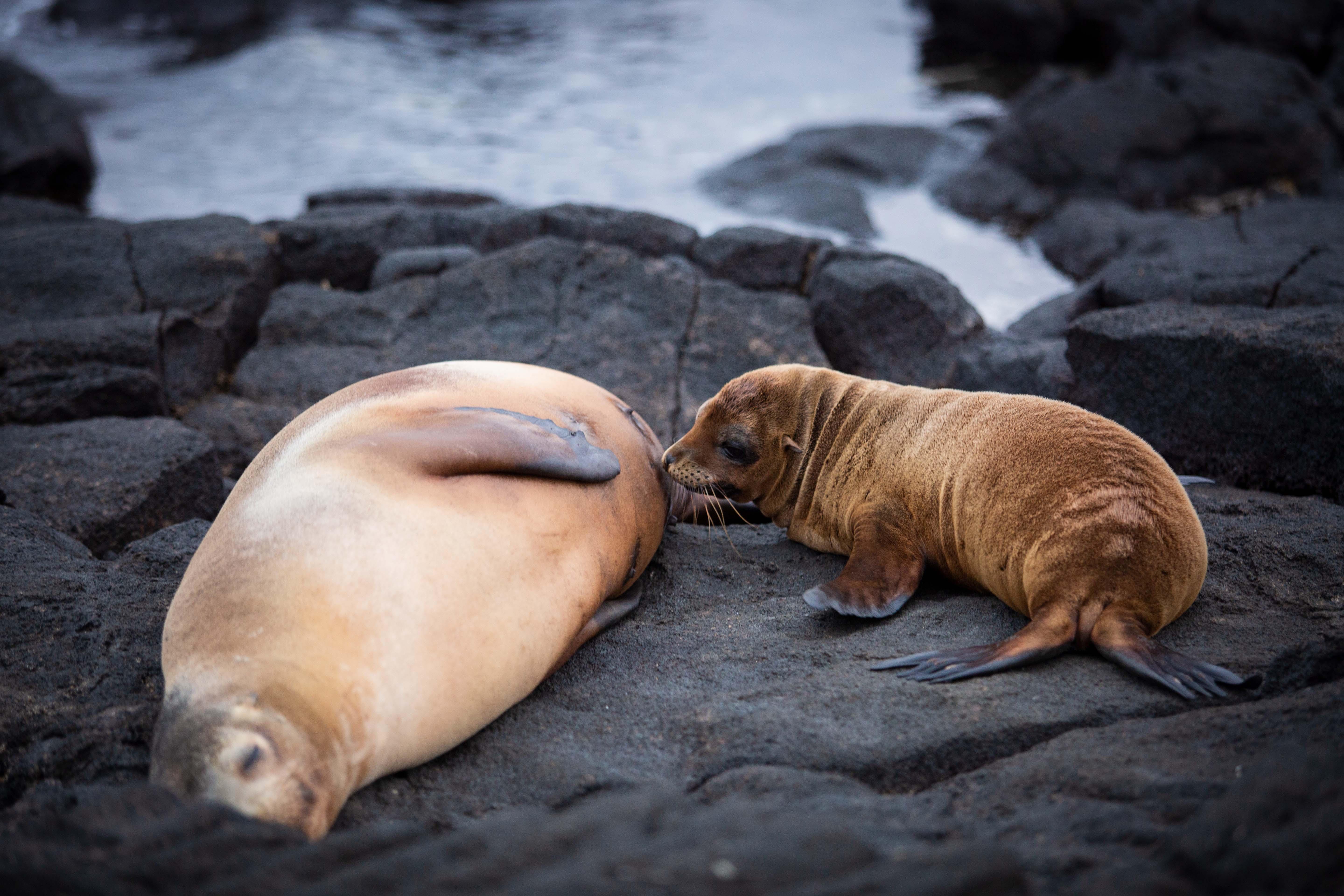 Aqua Mare_Sealion