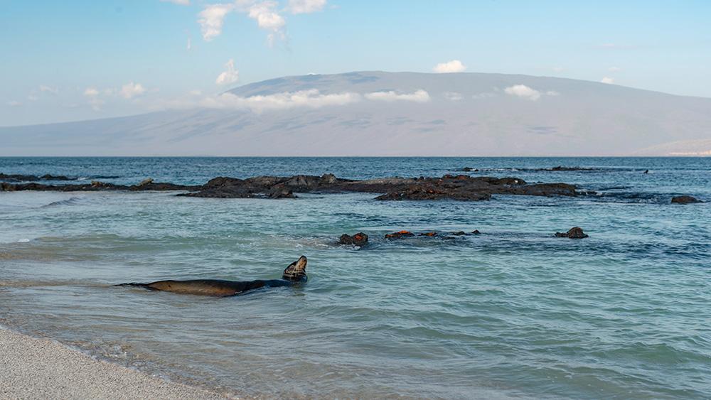 aqua mare sealion