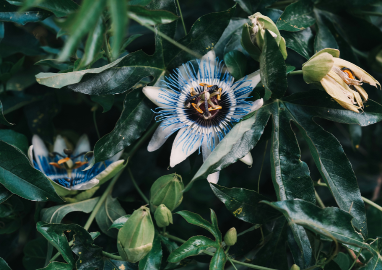 amazon flower
