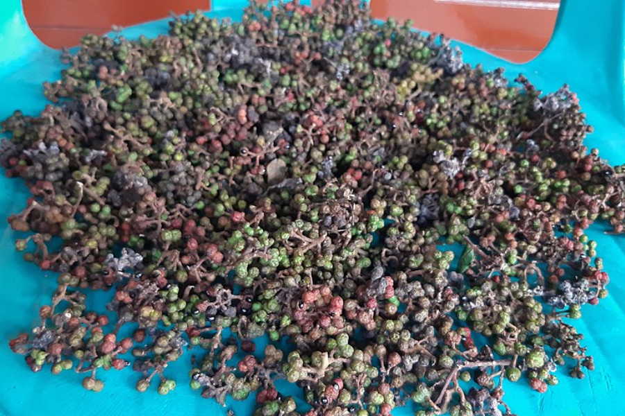 batak pepper