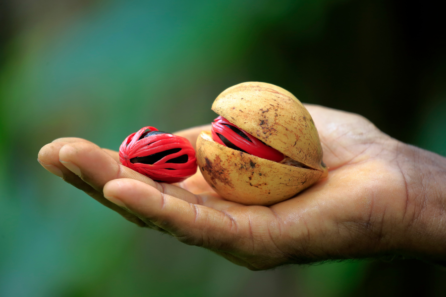 nutmeg and mace