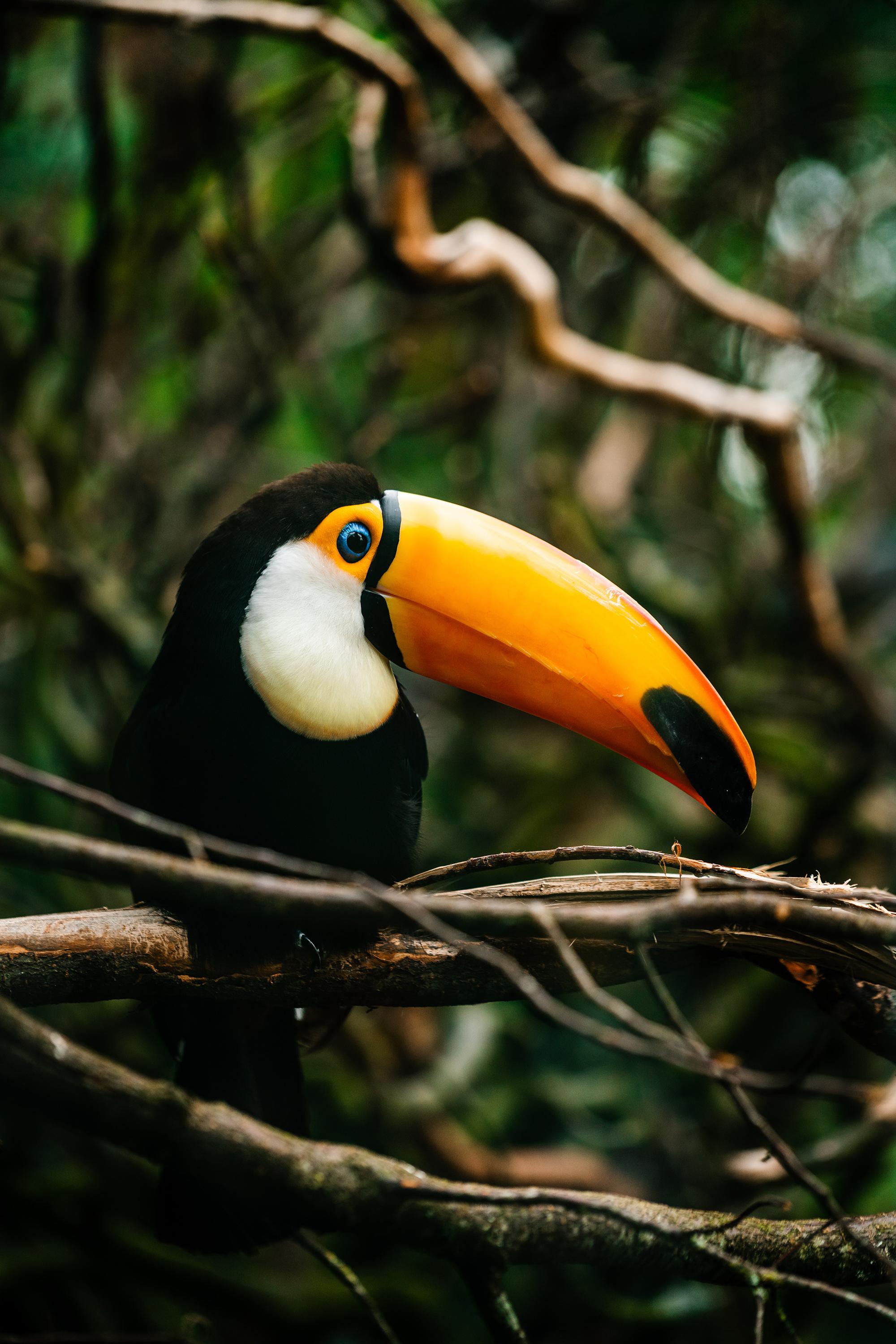 Amazon river cruise