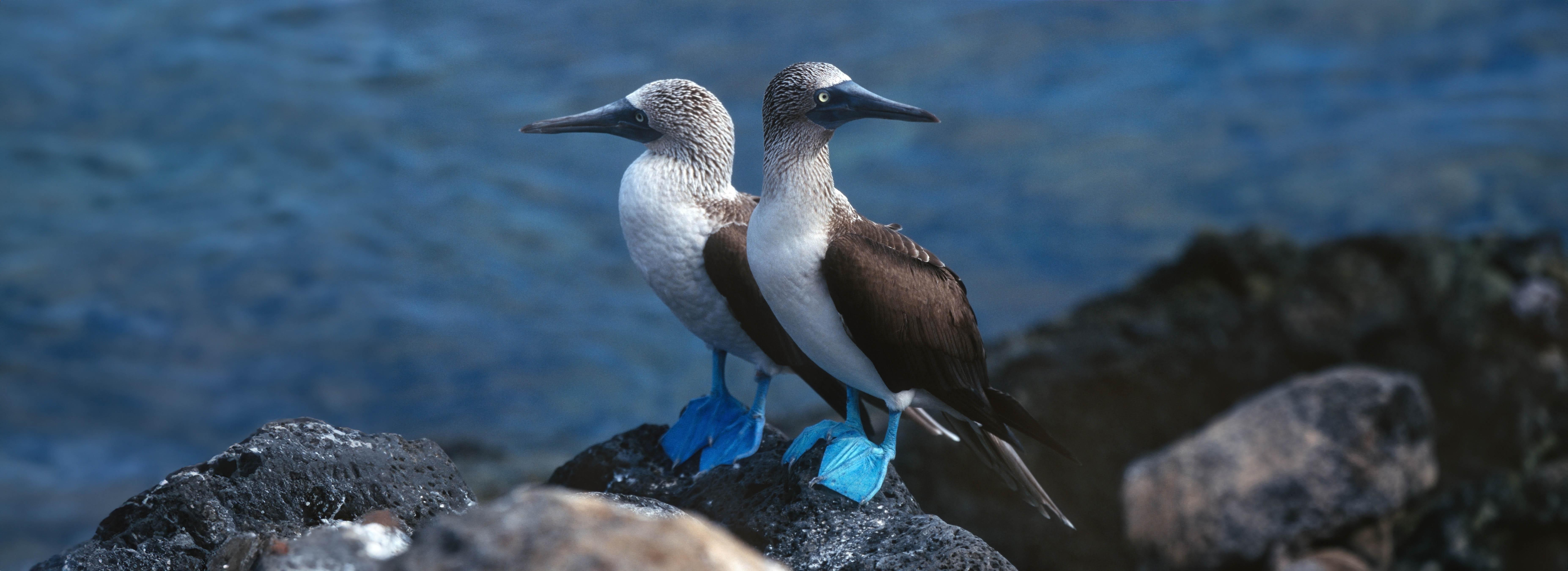 blue-footed-boobies-lava-rock-santa-cruz v2