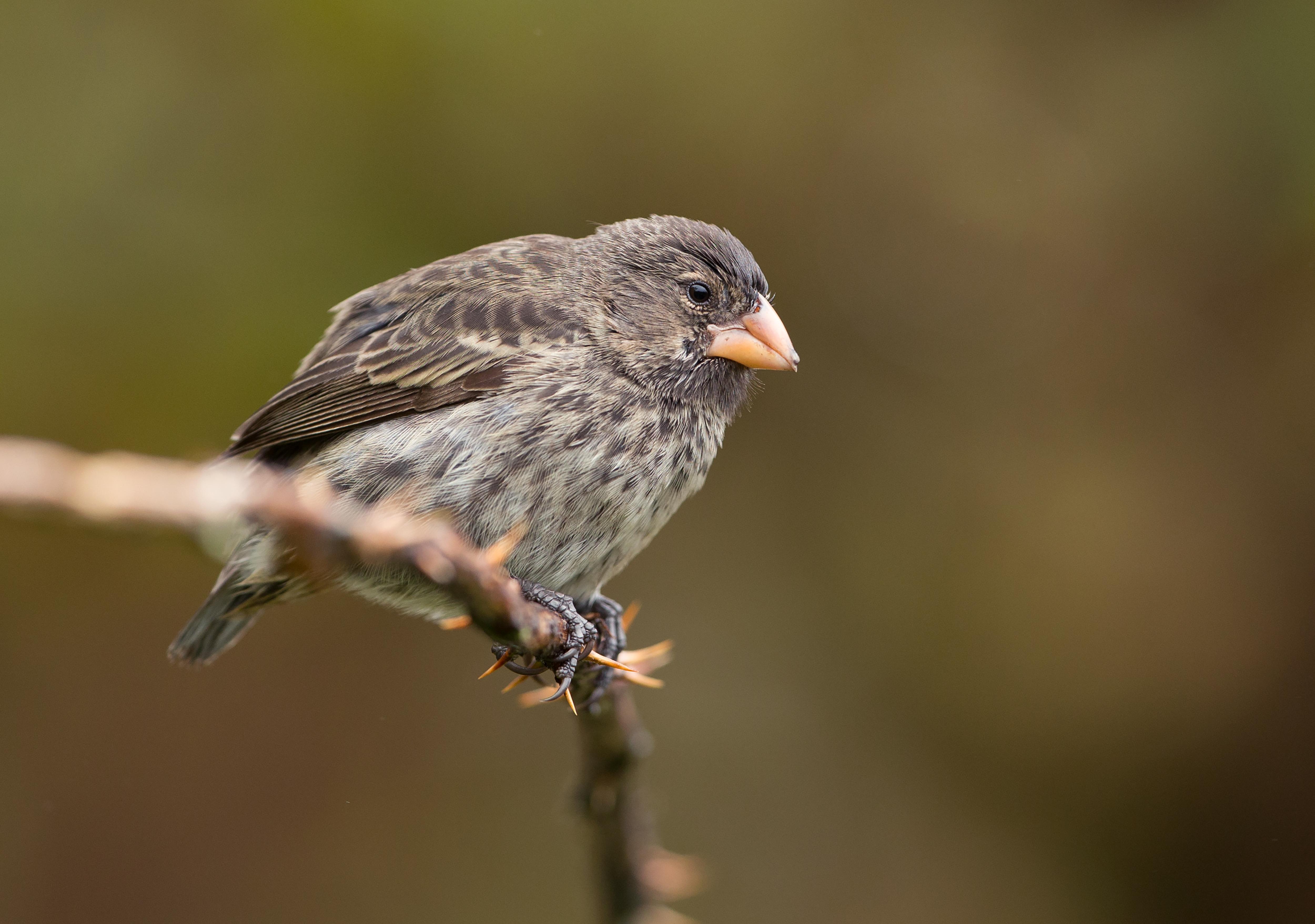 darwins-finches-closeup